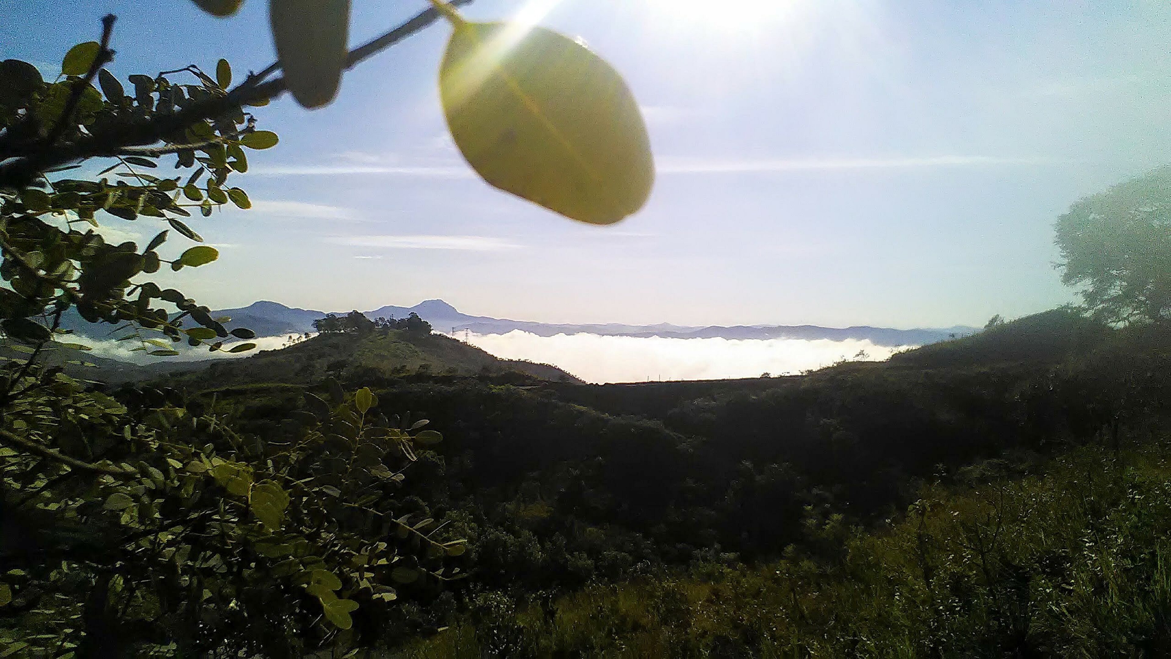APA Águas Serra da Piedade — Mata Atlântica