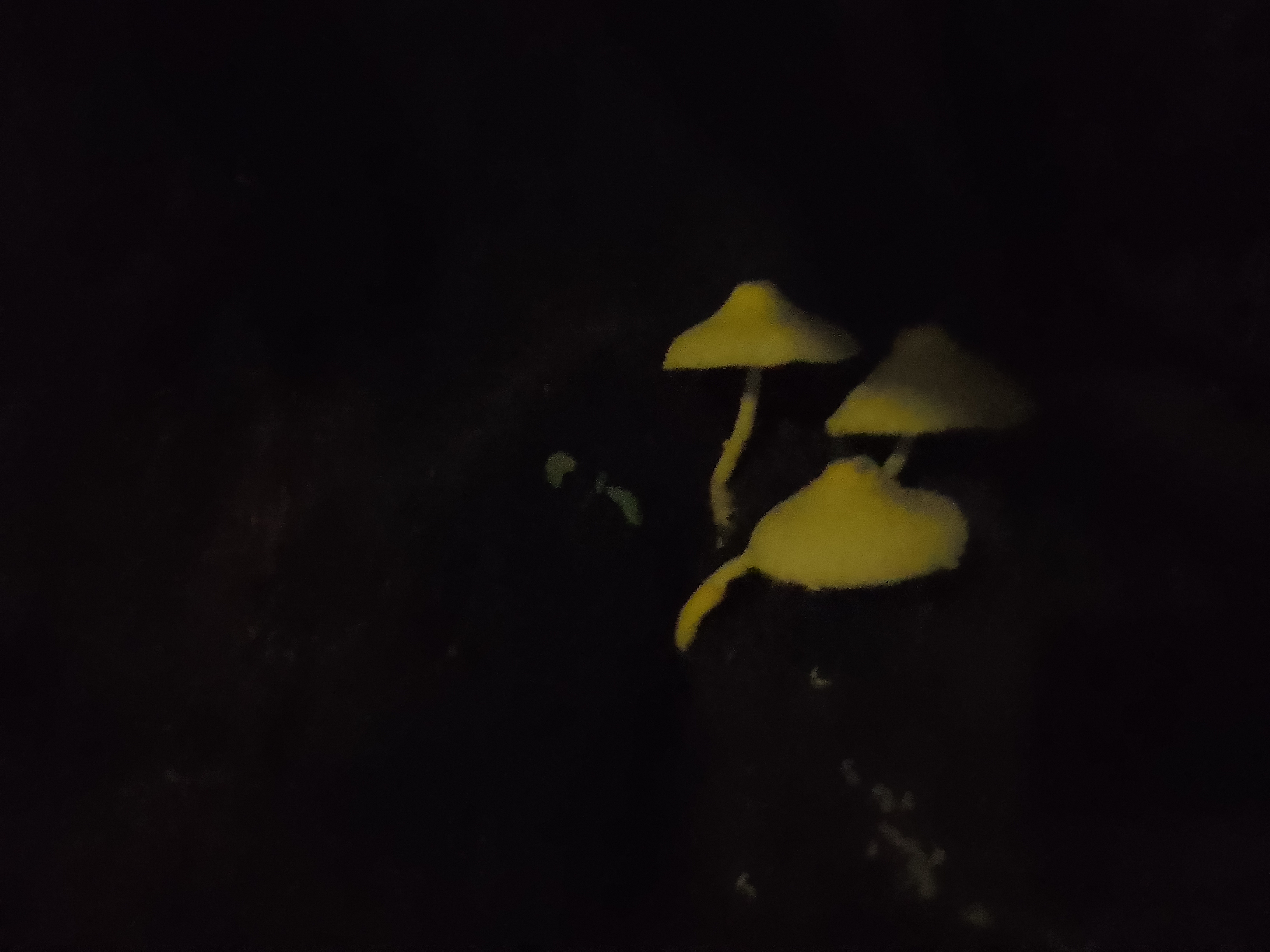 APA Bacia do Cobre / São Bartolomeu — Mata Atlântica