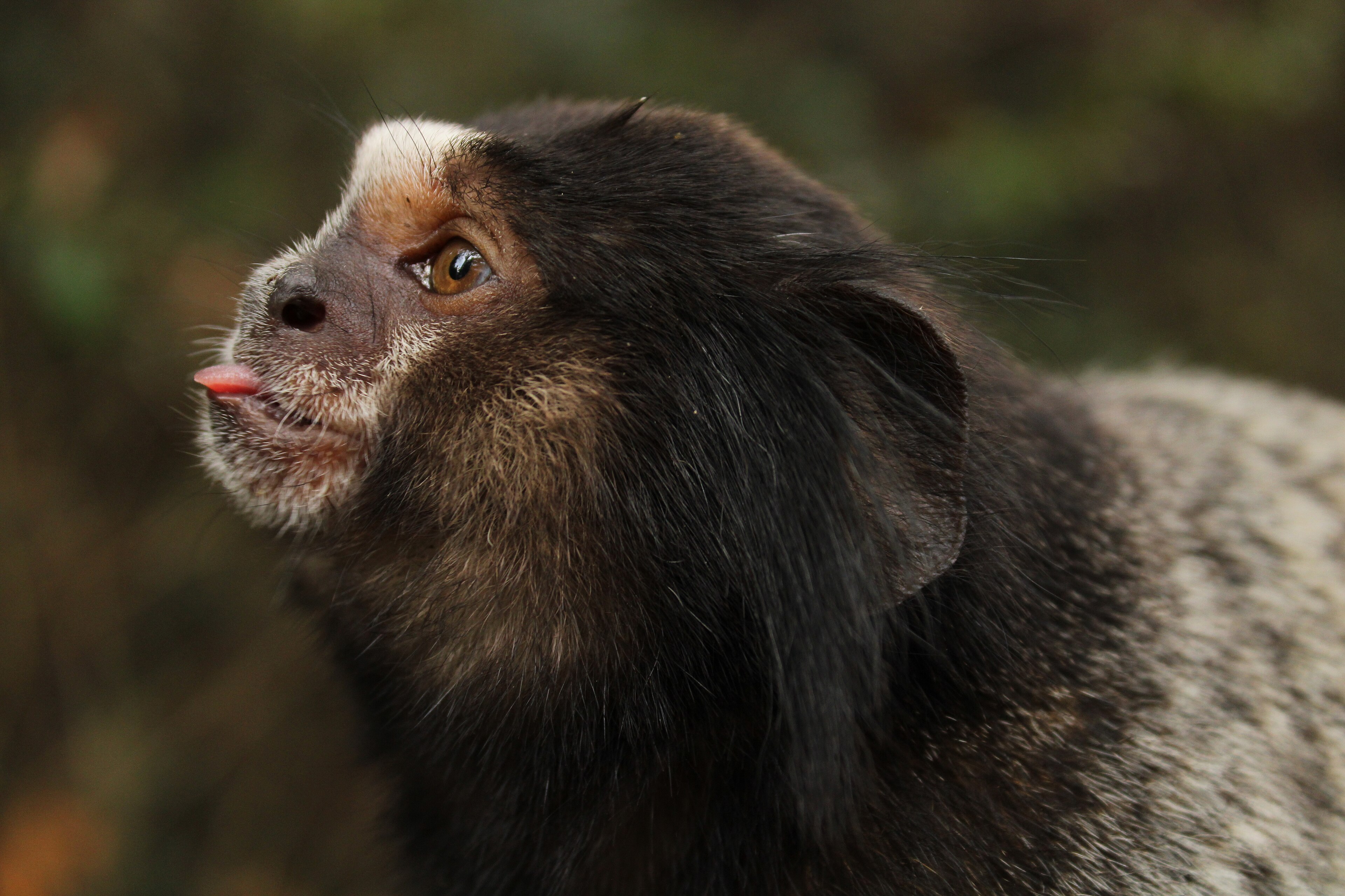 APA Cabreuva — Mata Atlântica
