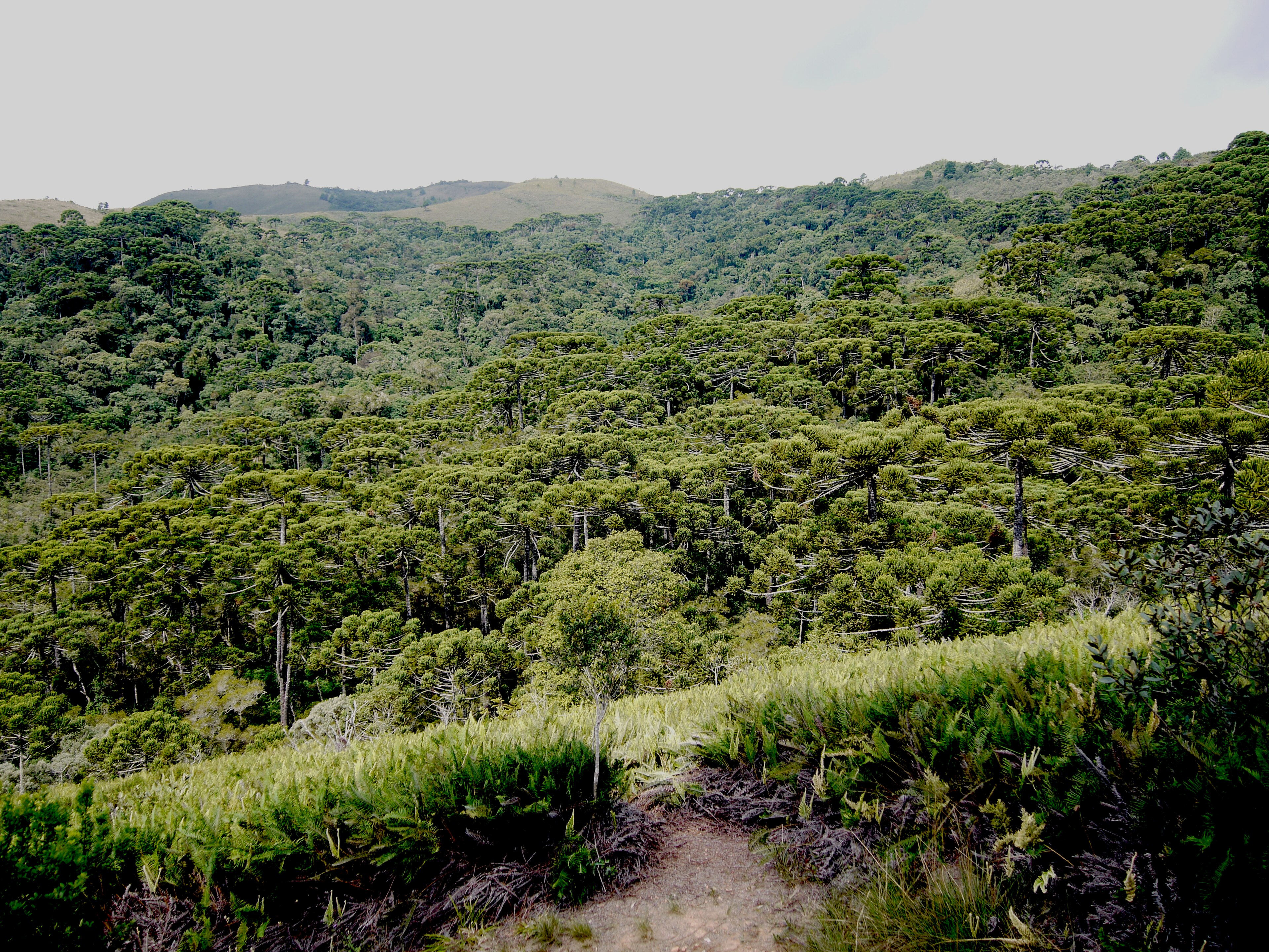 APA Campos do Jordão — Mata Atlântica
