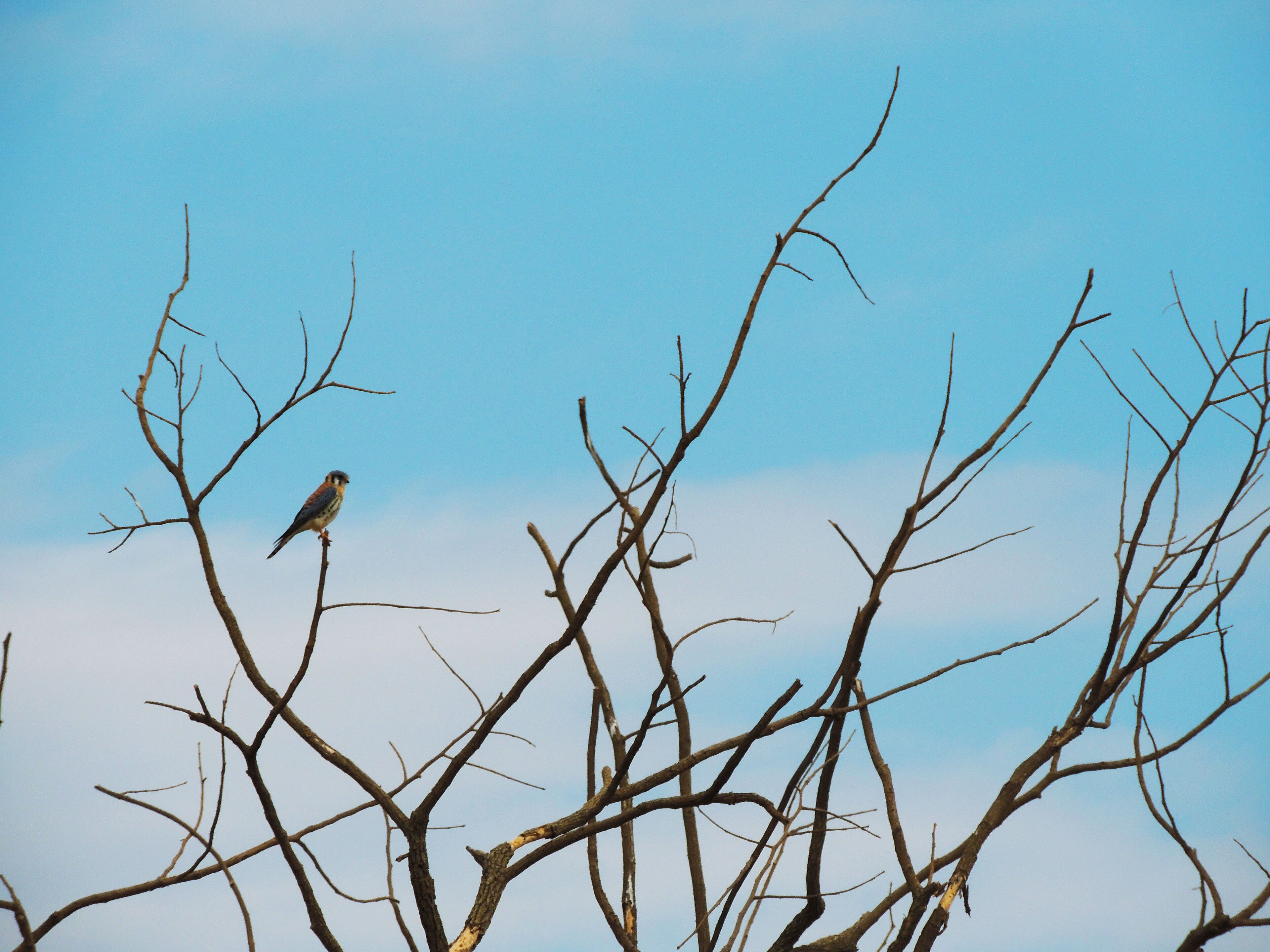 APA da Bacia do Rio Descoberto — Cerrado