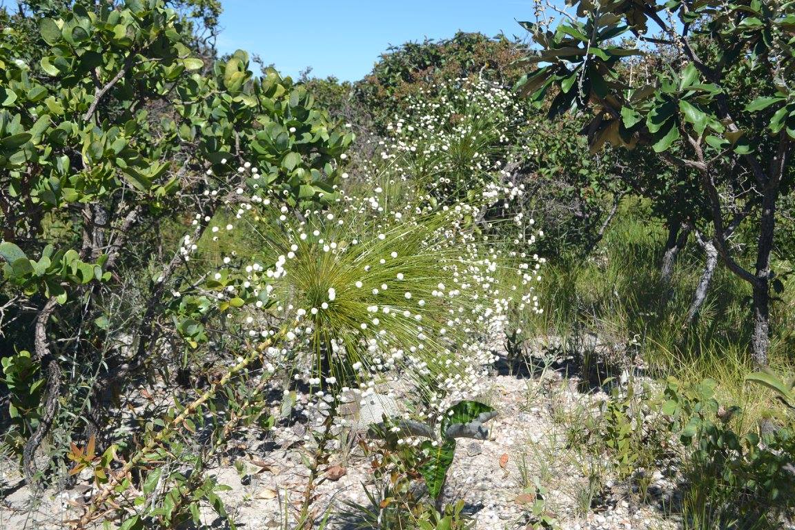 APA da Serra Dourada — Cerrado