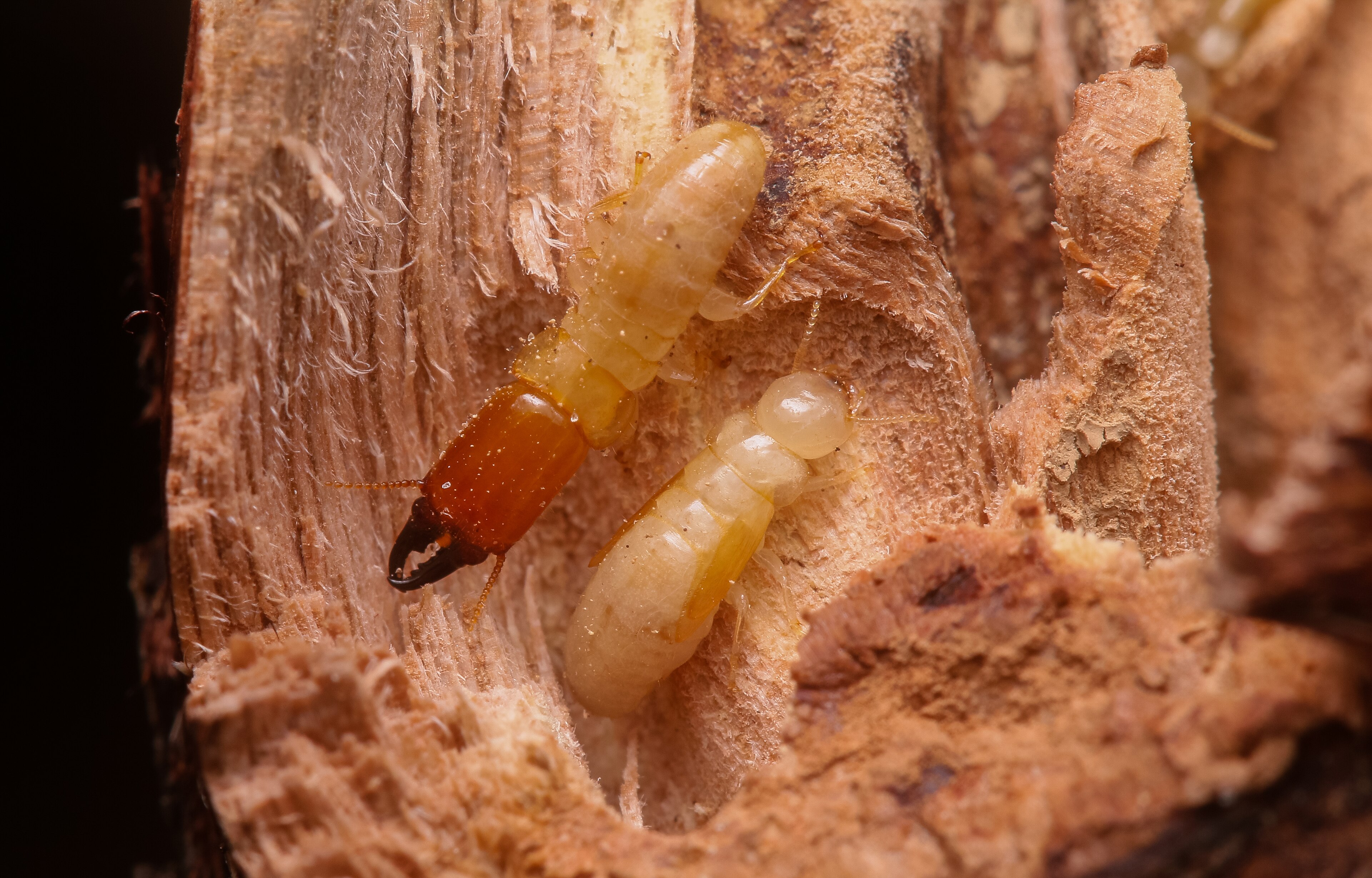 APA de Algodoal-maiandeua — Amazônia