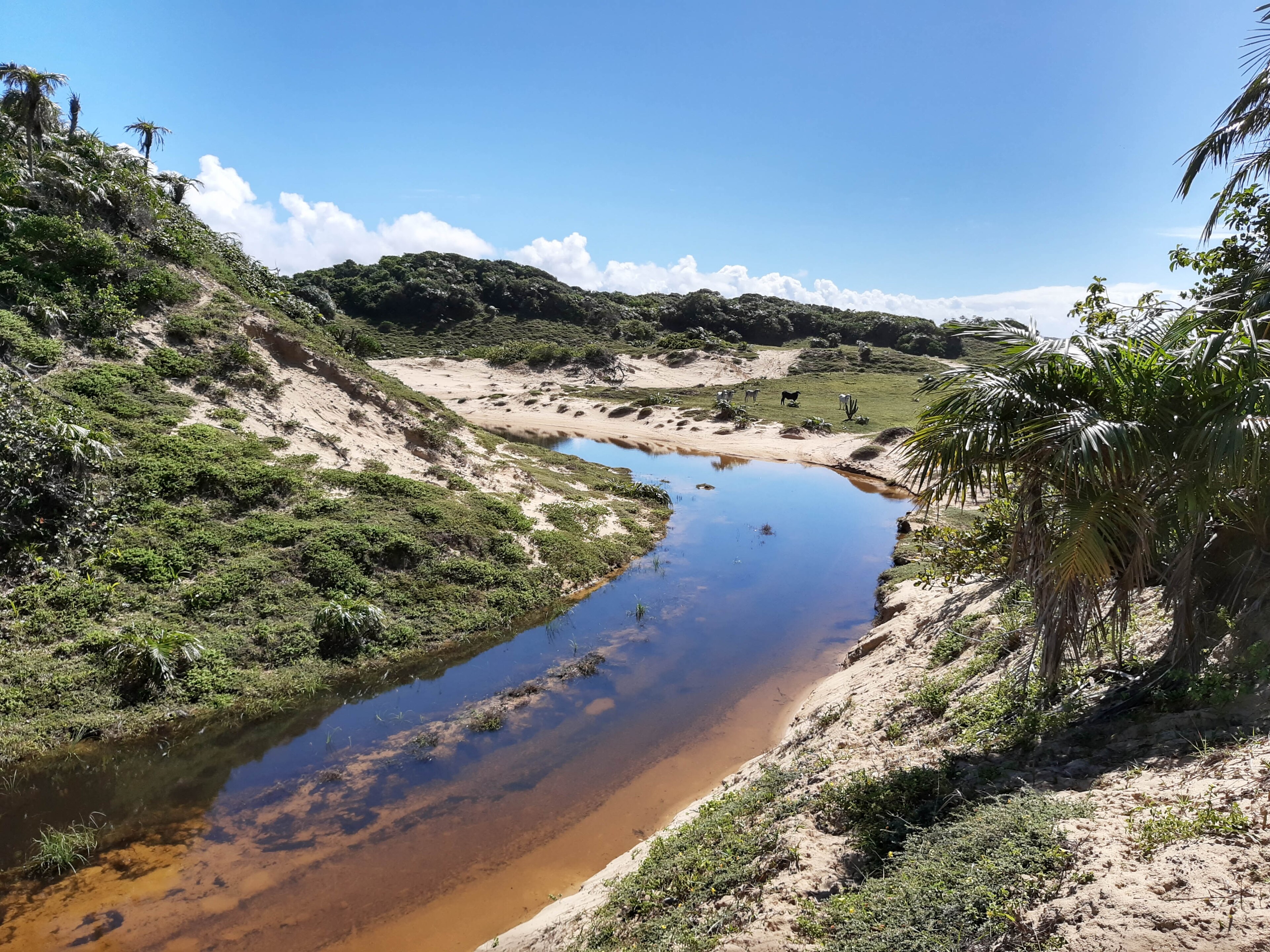 APA do Litoral Sul — Mata Atlântica