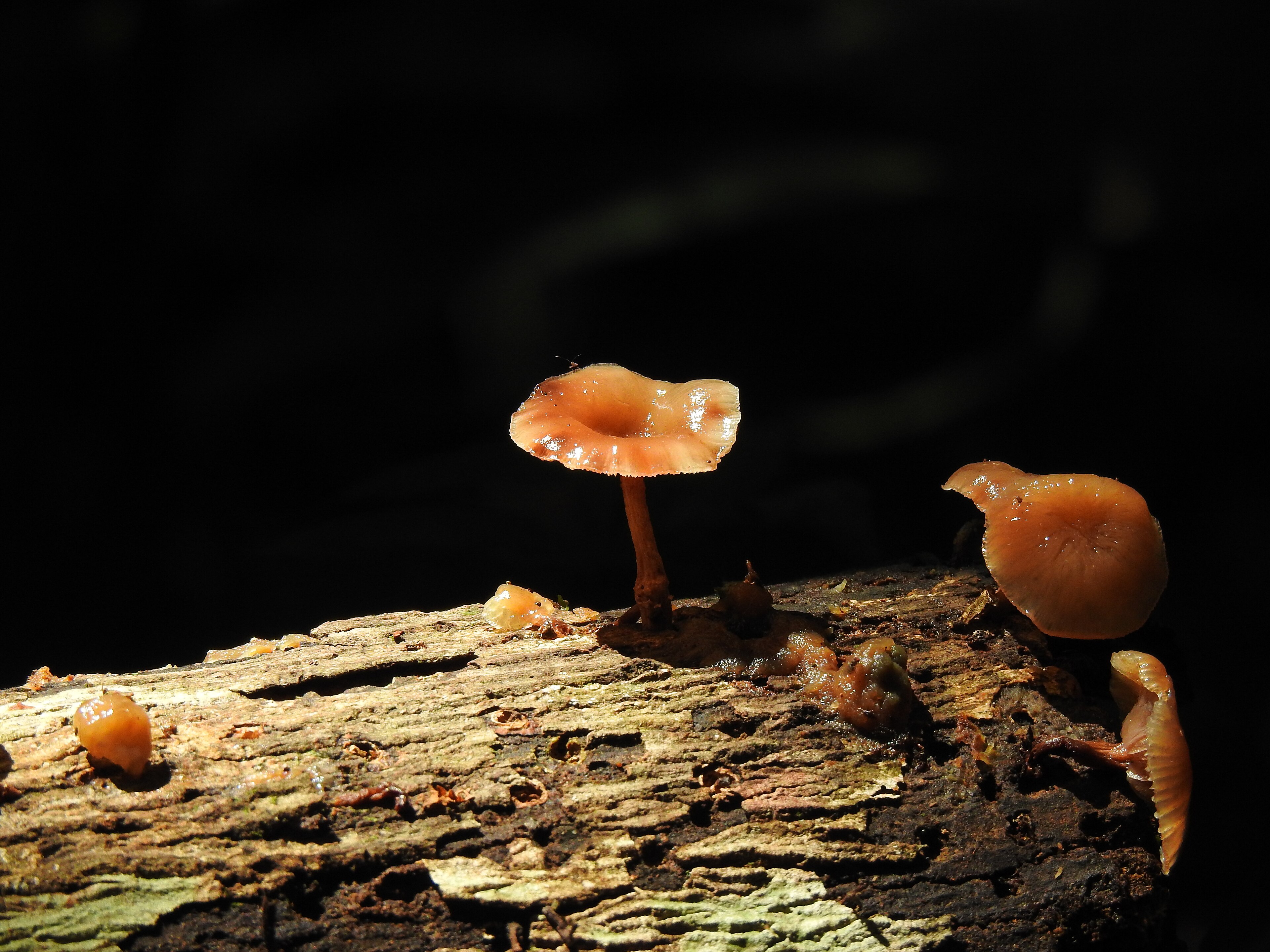 APA do Rio Curiaú — Amazônia