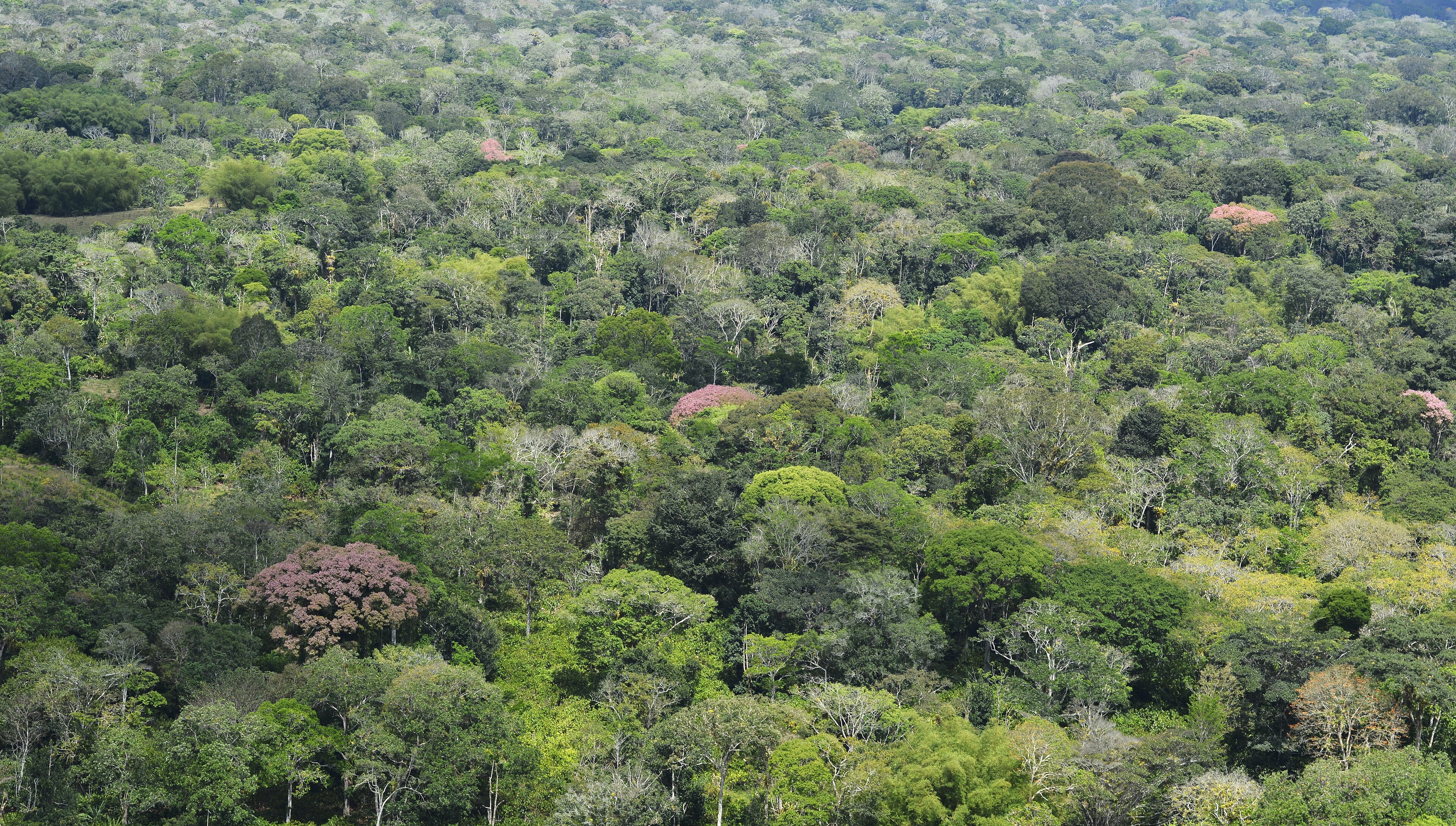 APA Lagoa Encantada — Mata Atlântica