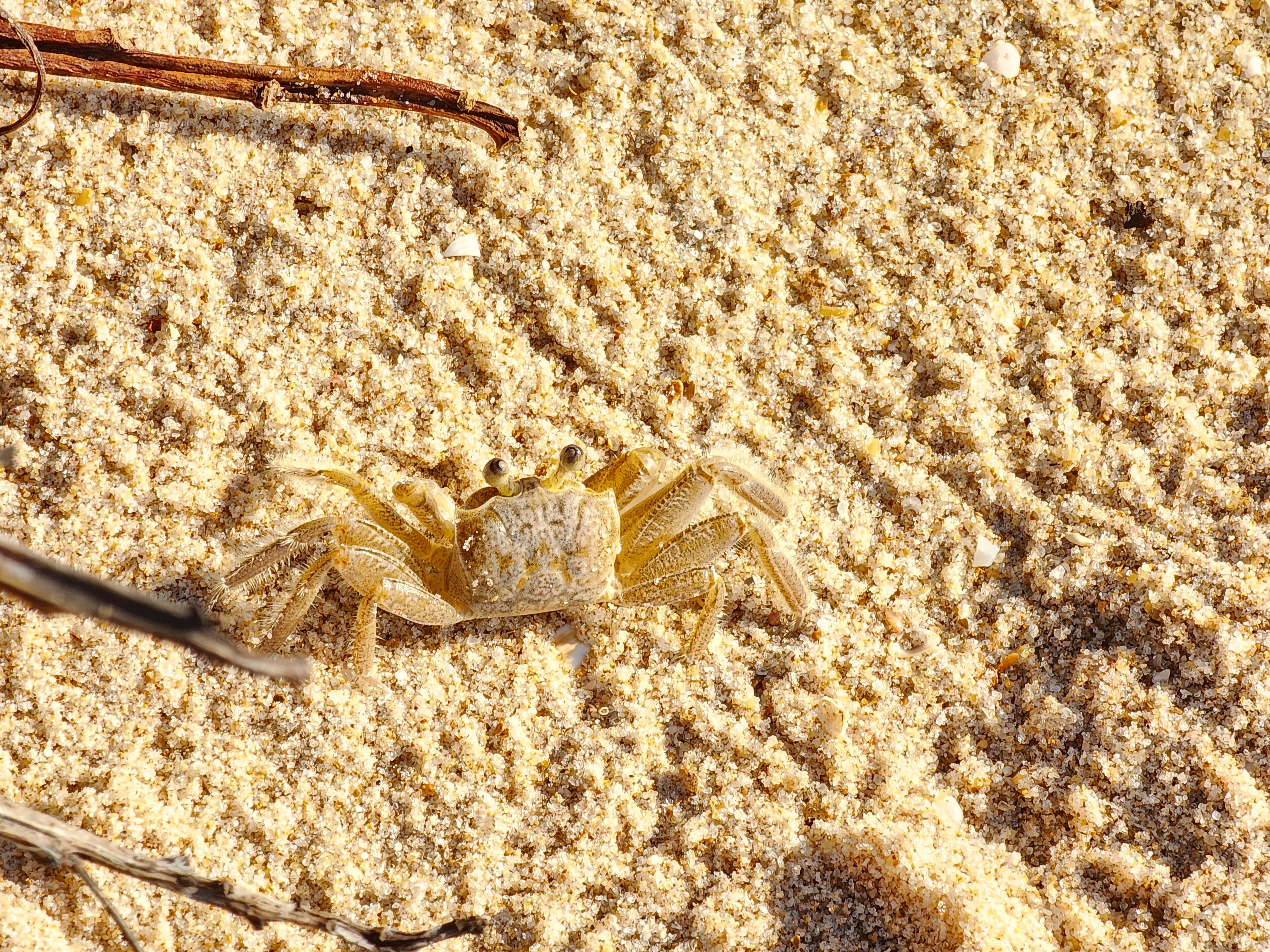 APA Lagoas de Guarajuba — Mata Atlântica