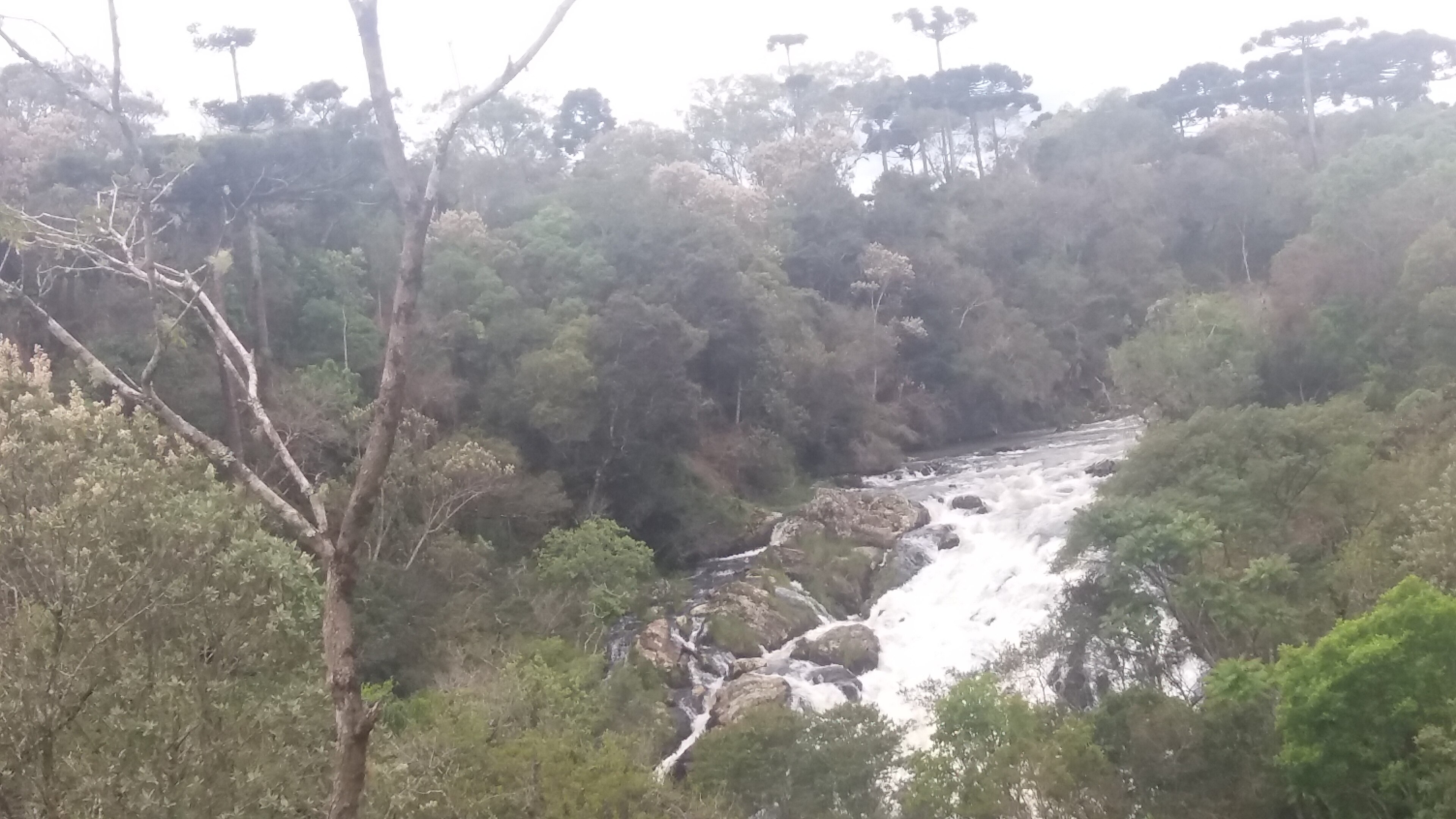 APA Serra Dona Francisca — Mata Atlântica