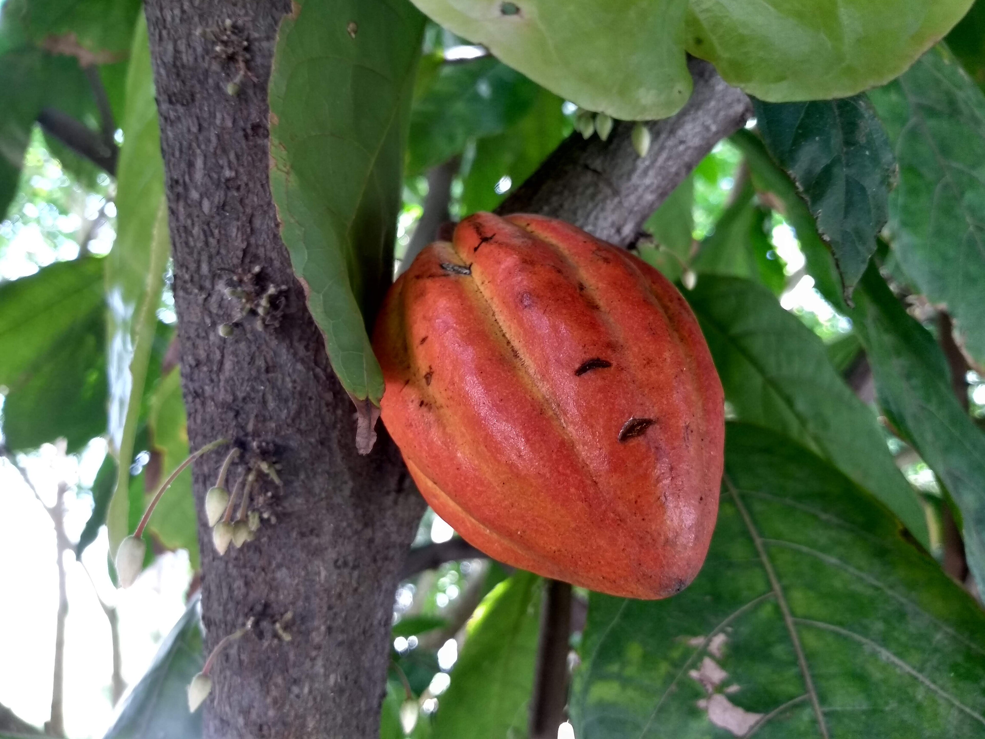 APA Tietê — Mata Atlântica