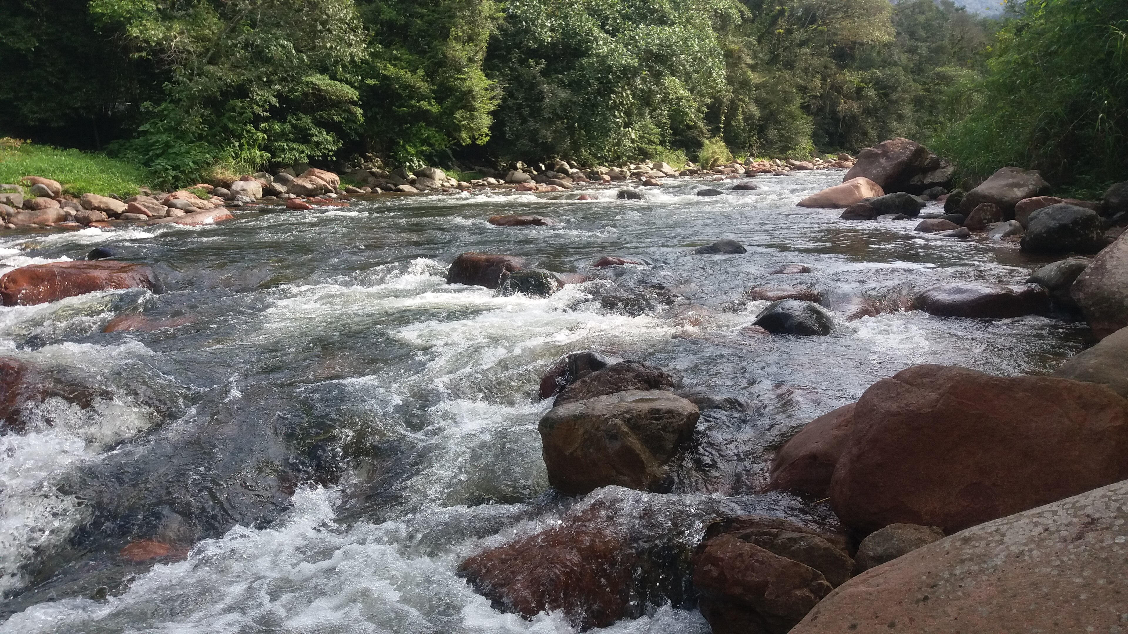 Área de Relevante Interesse Ecológico do Morro do Iririú — Mata Atlântica