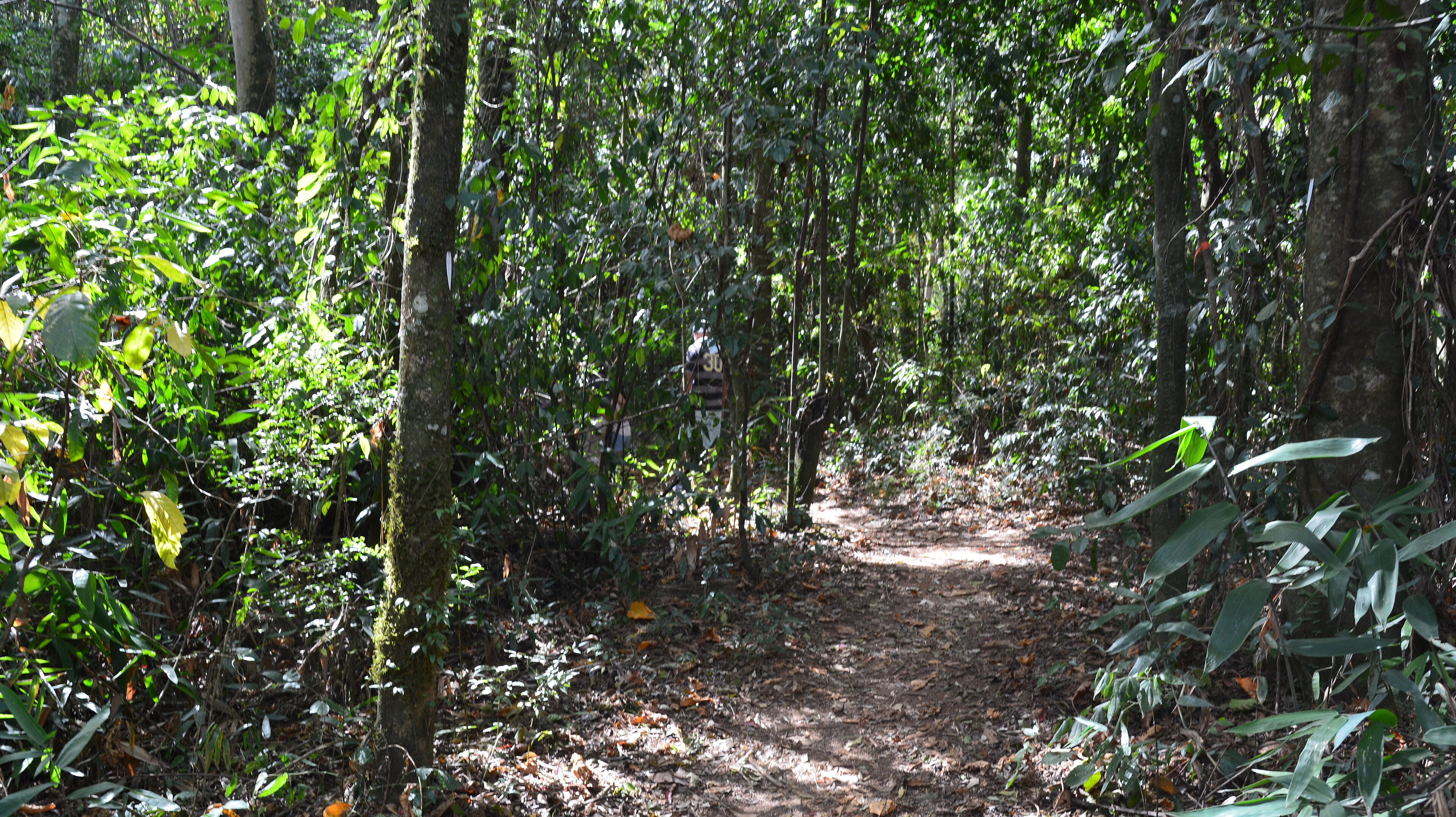 Área de Relevante Interesse Ecológico Mata de Santa Genebra — Mata Atlântica