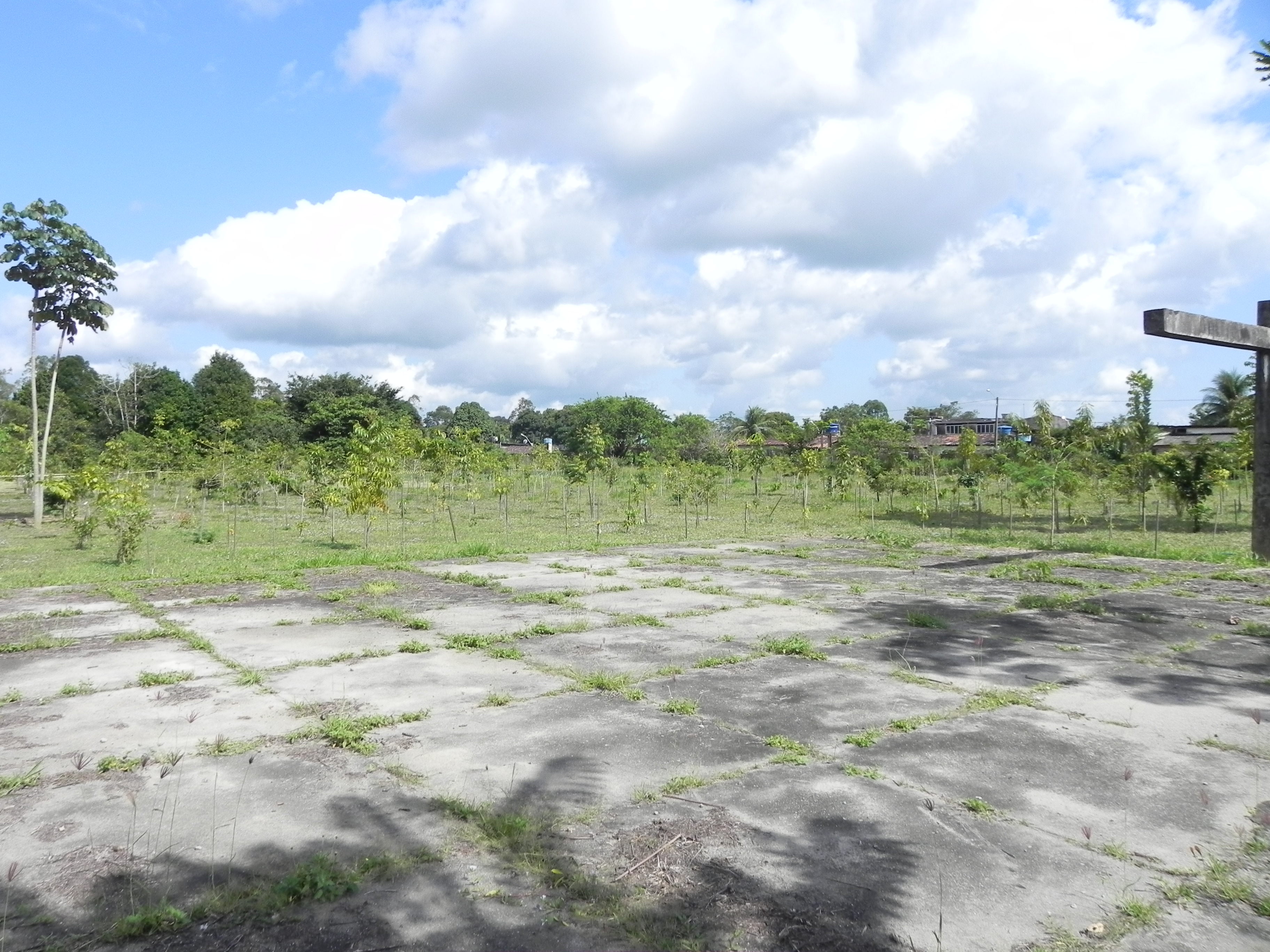 Estação Ecológica de Caetés — Mata Atlântica