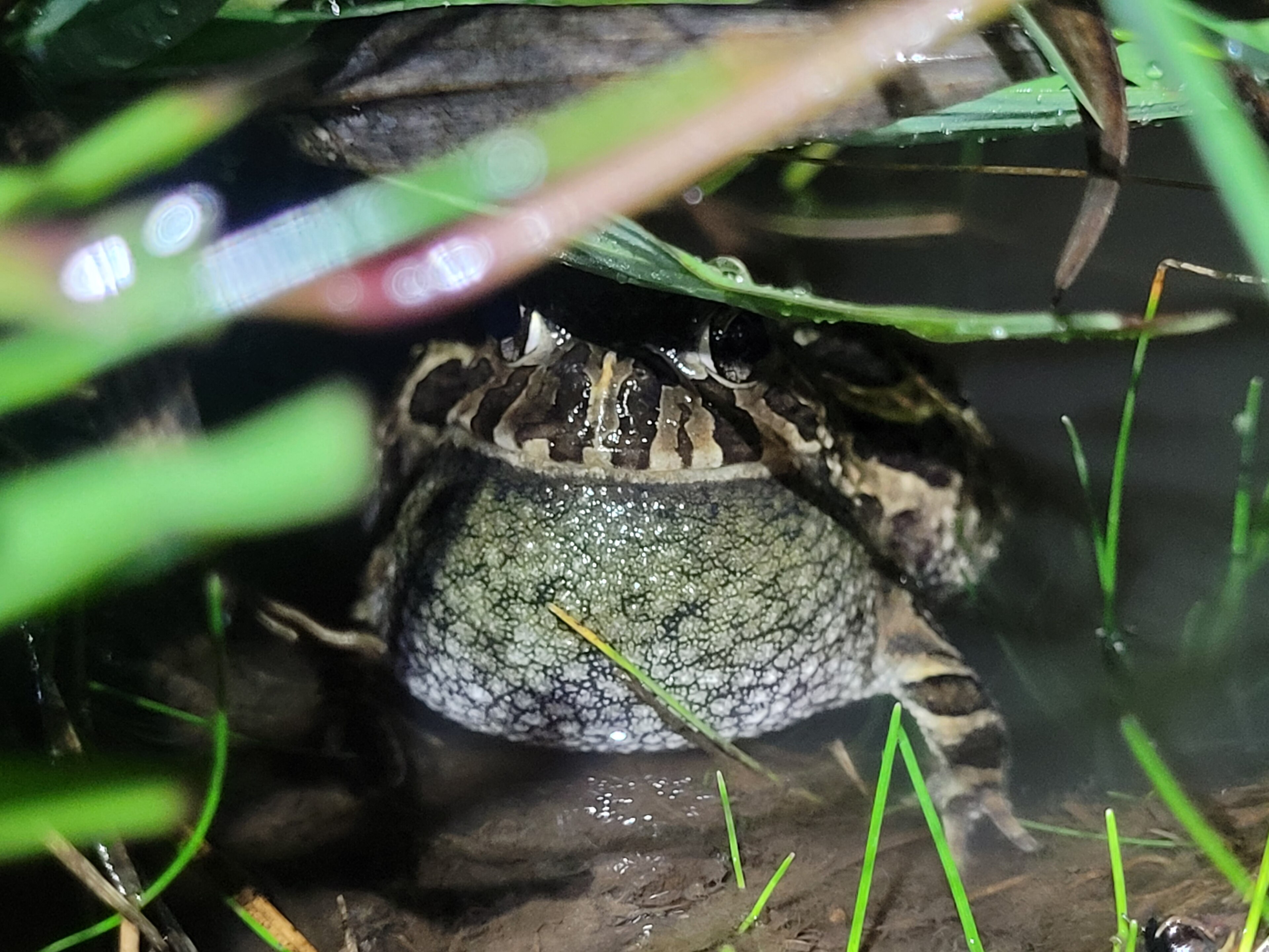 Estação Ecológica Estadual Aratinga — Mata Atlântica