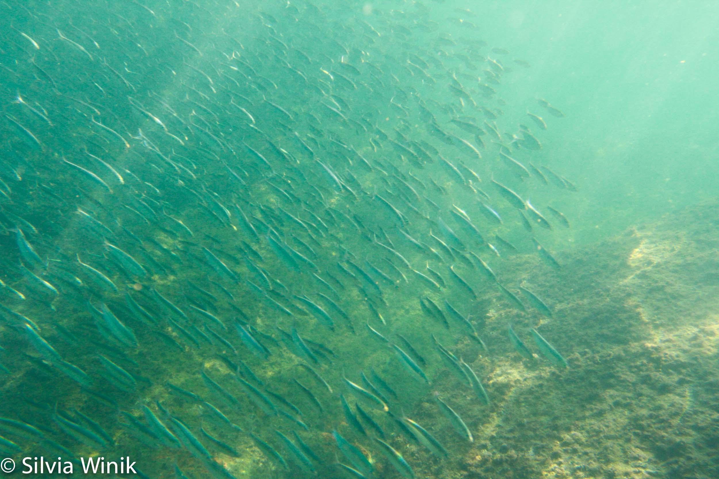 Estação Ecológica Tupinambás — Área Marinha