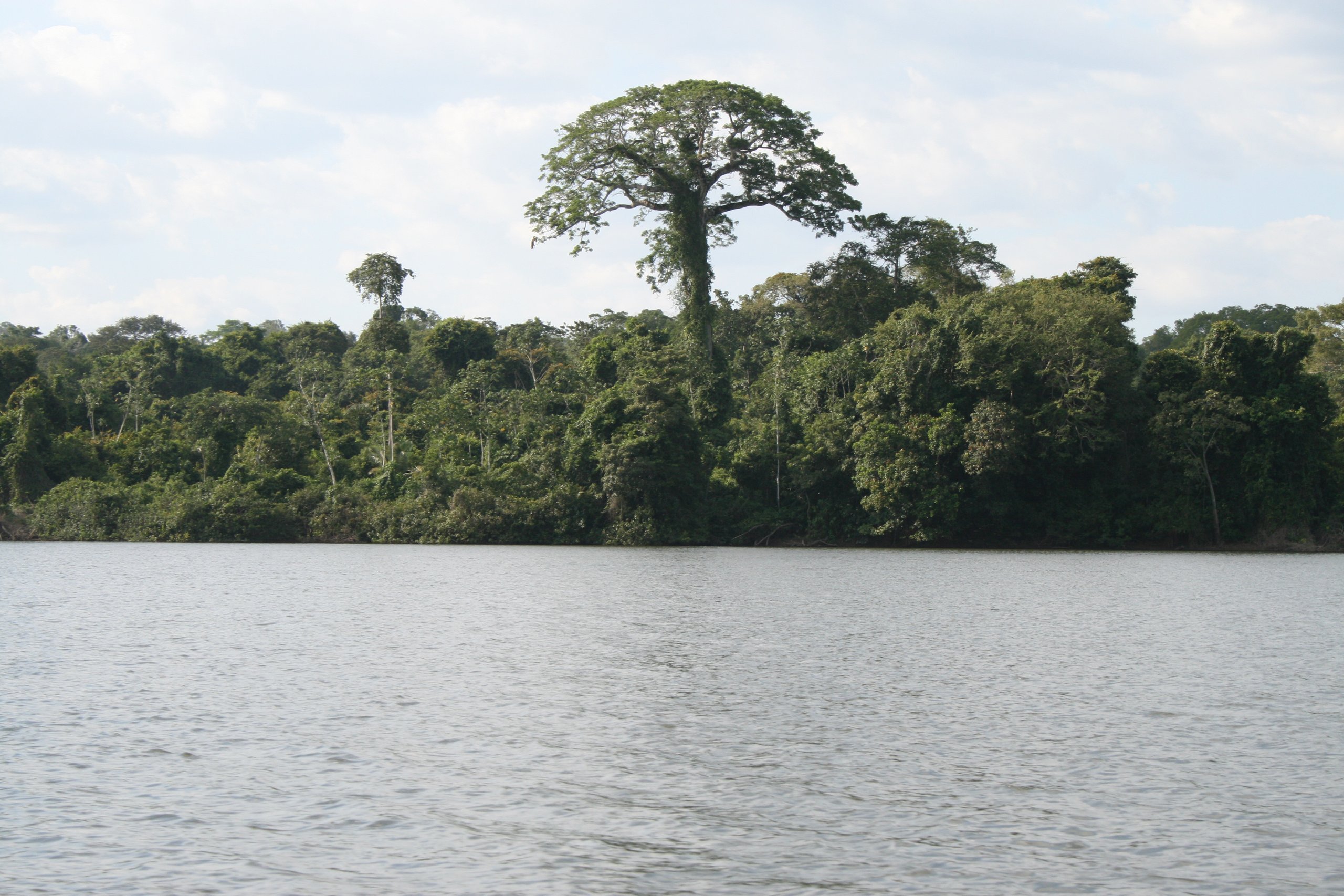 Floresta Estadual do Paru — Amazônia