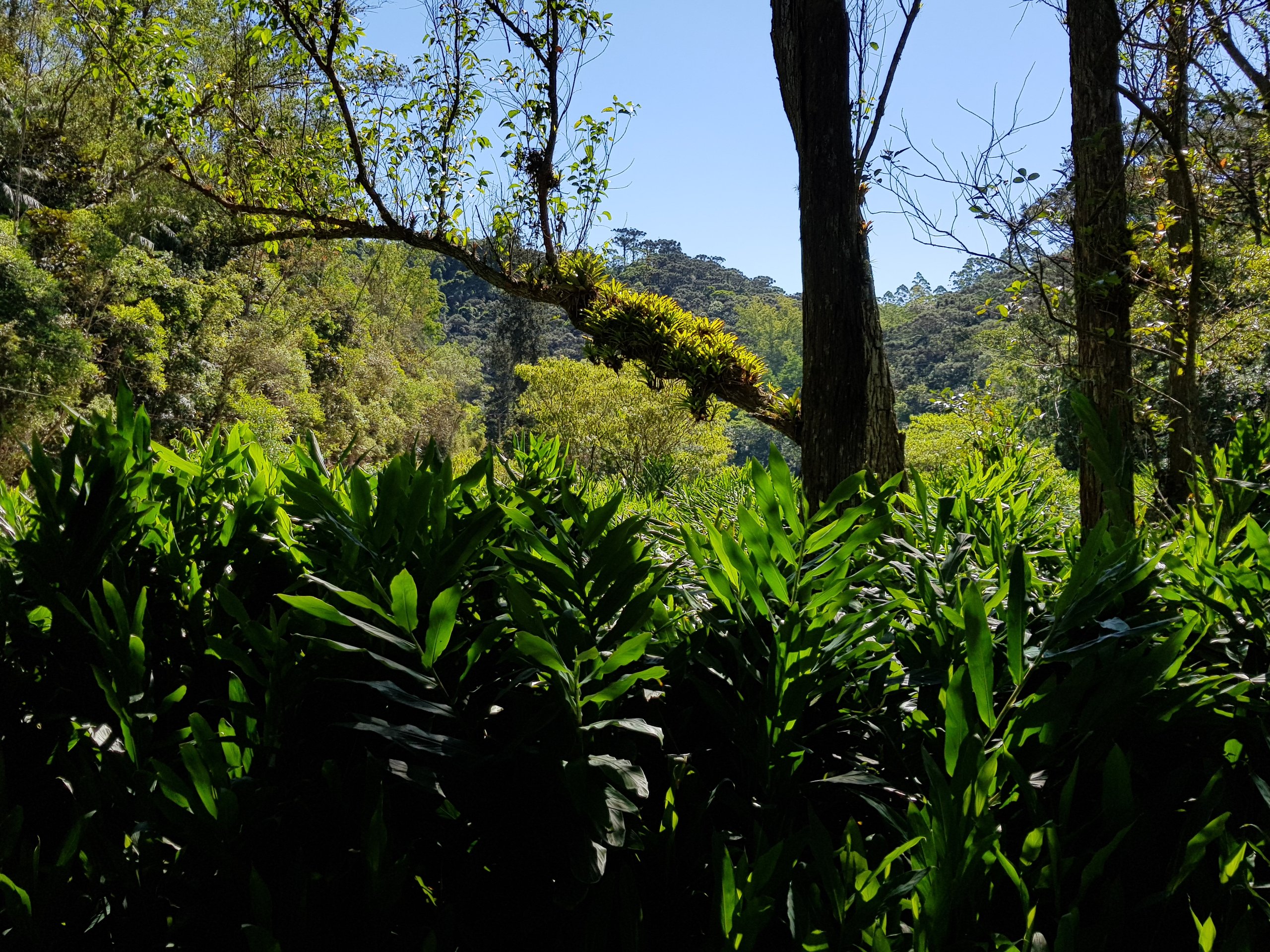 Floresta Nacional de Ibirama — Mata Atlântica