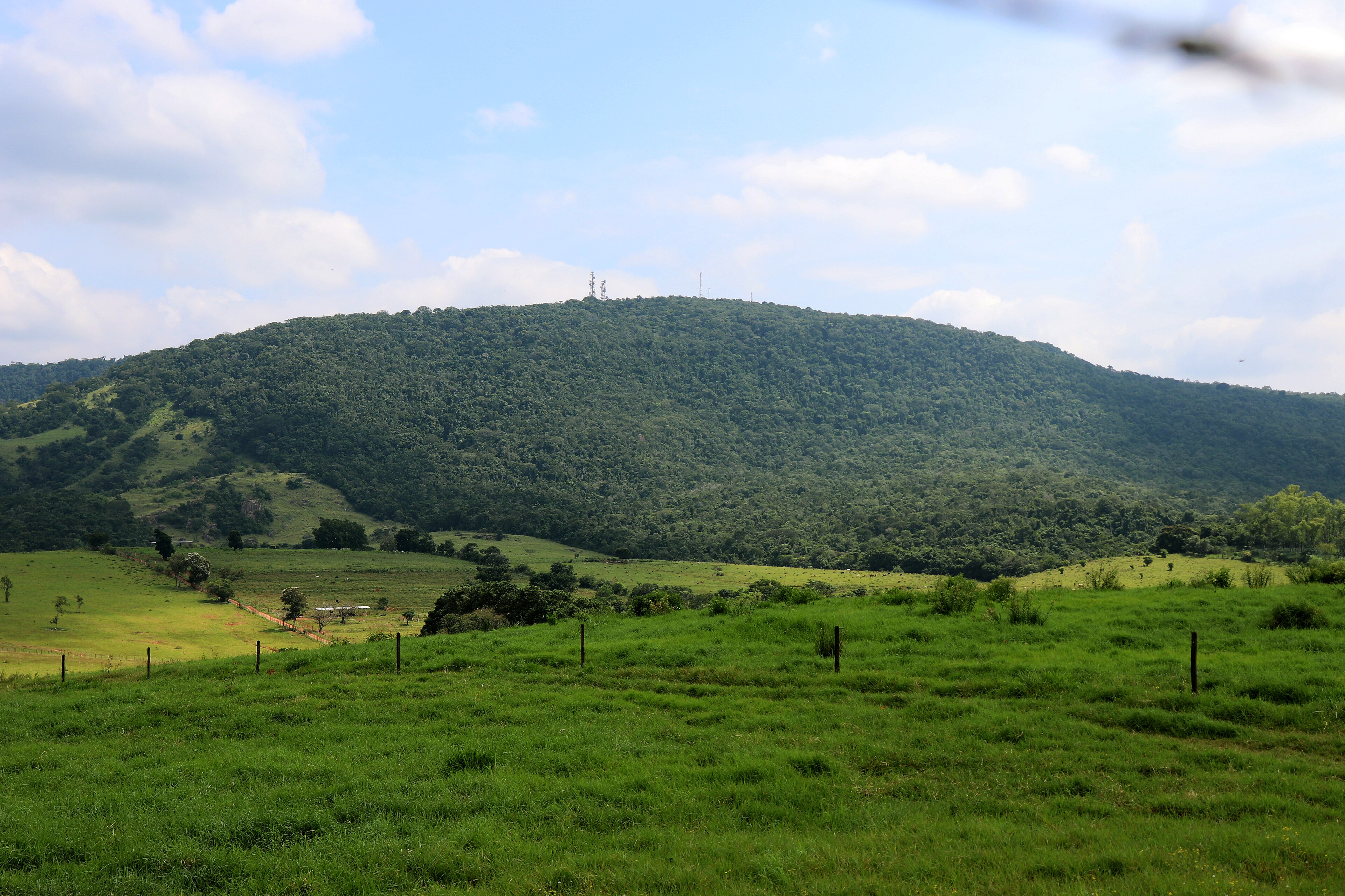 Floresta Nacional de Ipanema — Mata Atlântica