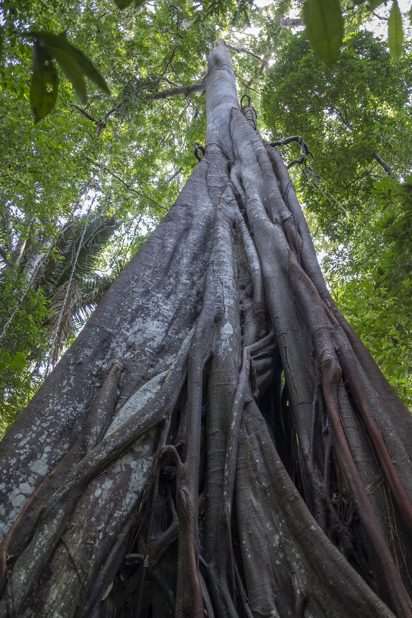 Floresta Nacional do Tapajós — Amazônia