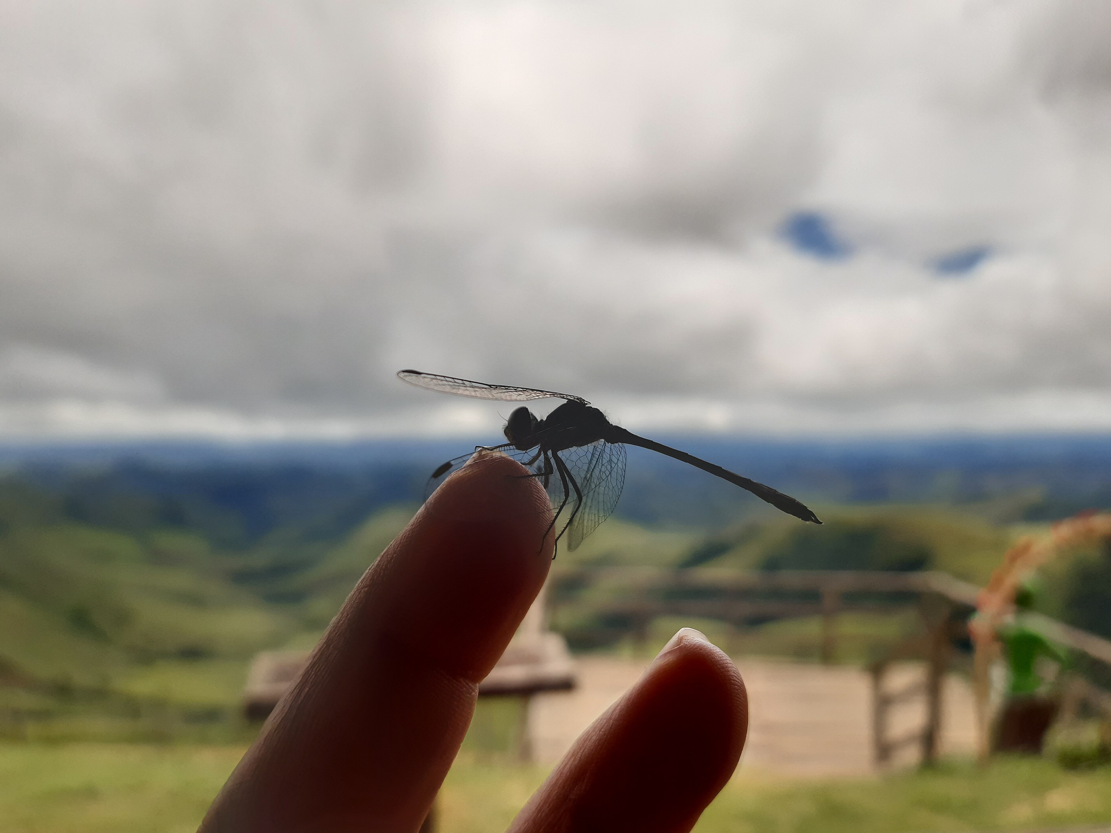 Monumento Natural Estadual da Serra da Beleza — Mata Atlântica