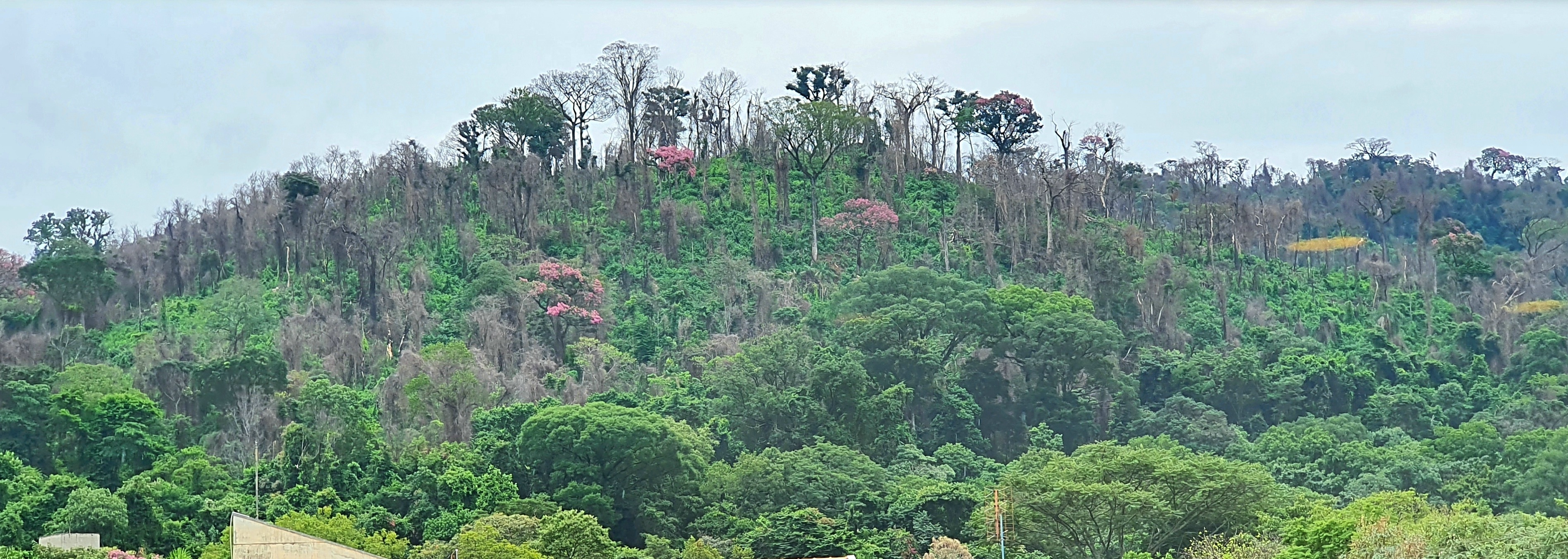 Parque Estadual Águas da Prata — Mata Atlântica