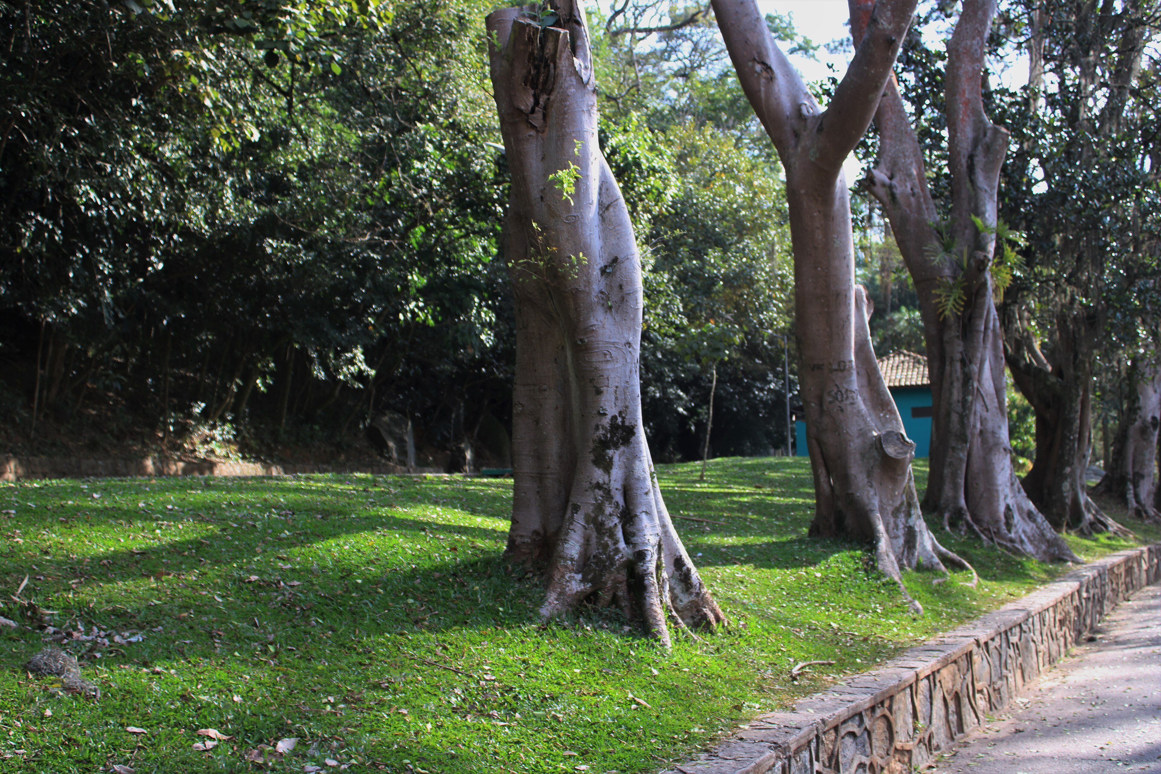 Parque Estadual Alberto Löfgren — Mata Atlântica