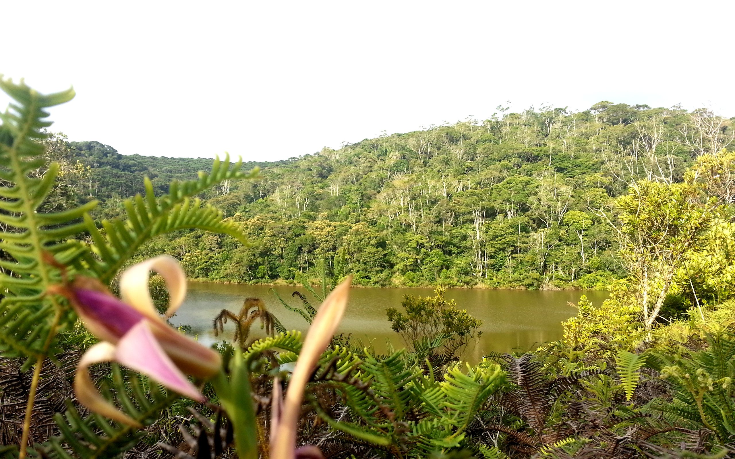 Parque Estadual Carlos Botelho — Mata Atlântica