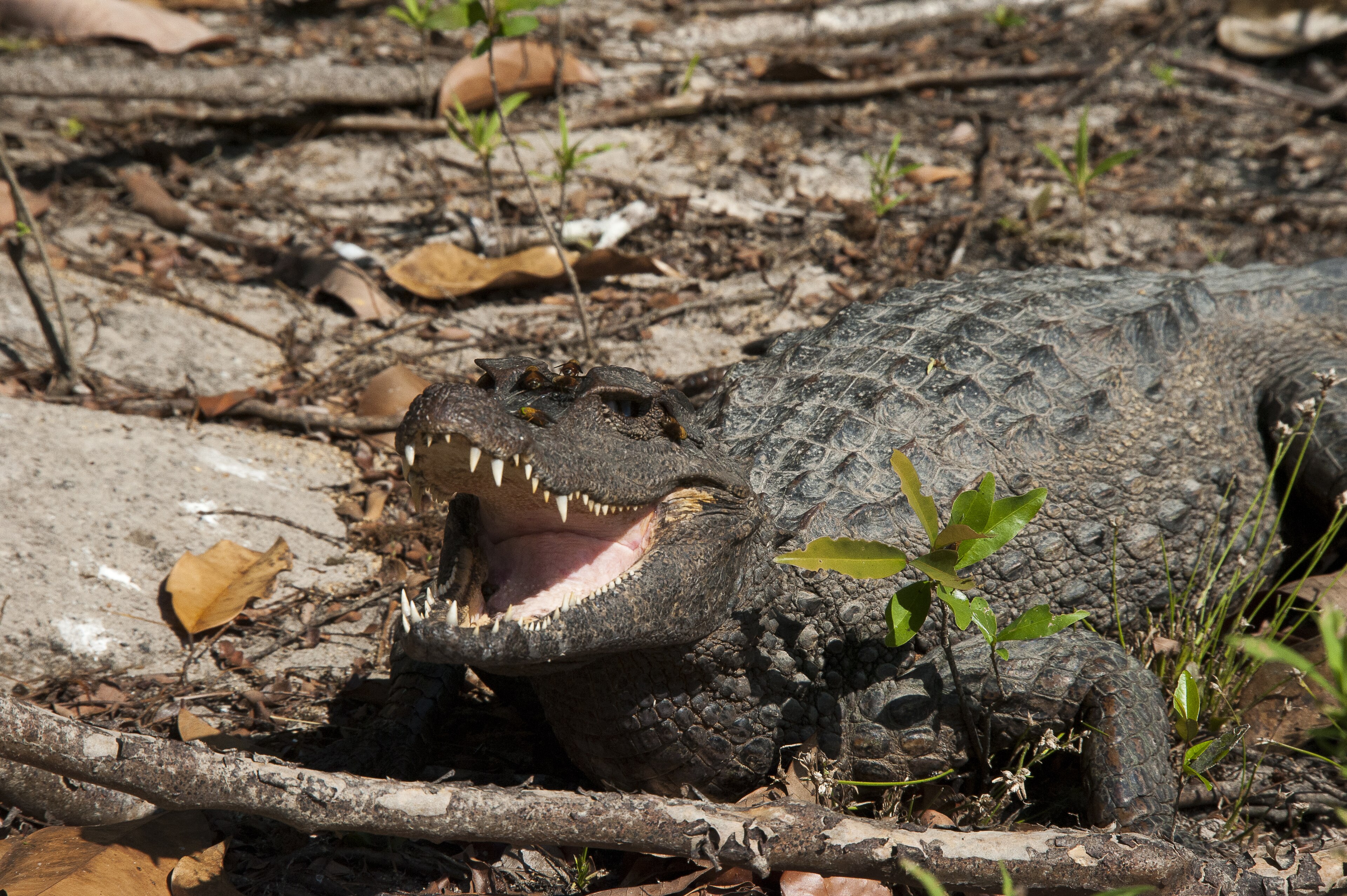 Parque Estadual Cristalino — Amazônia