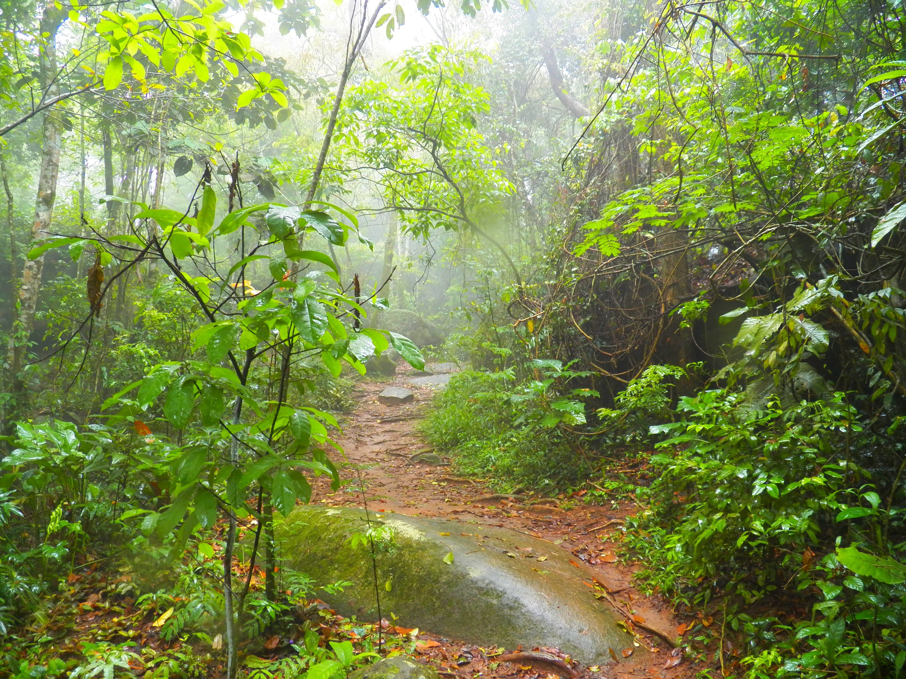 Parque Estadual da Fonte Grande — Mata Atlântica