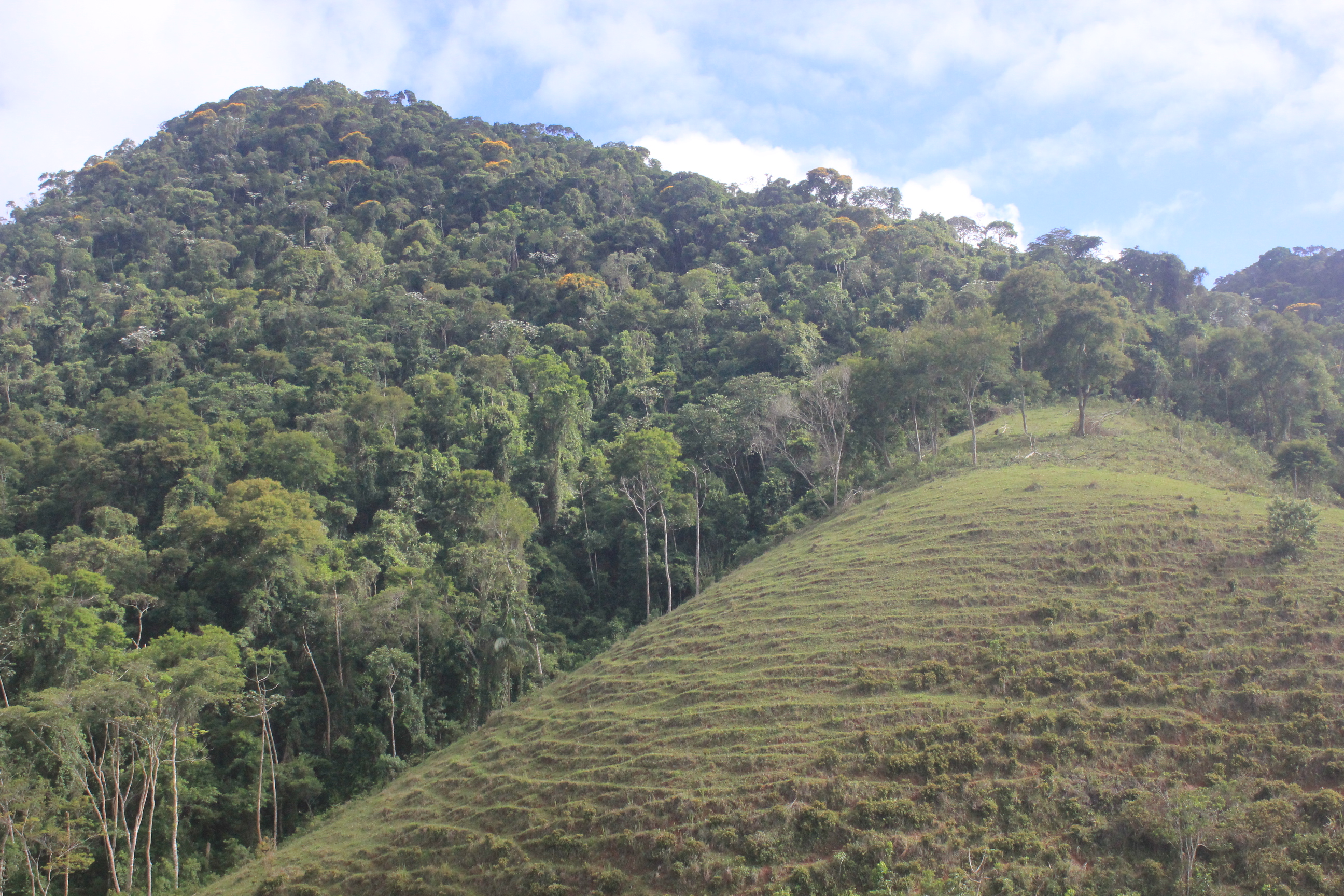 Parque Estadual da Serra da Concórdia — Mata Atlântica
