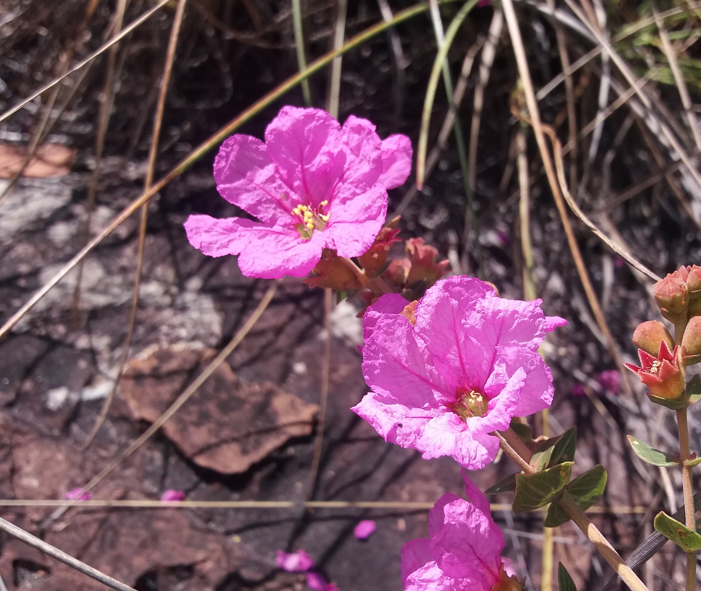 Parque Estadual da Serra de Caldas Novas — Cerrado