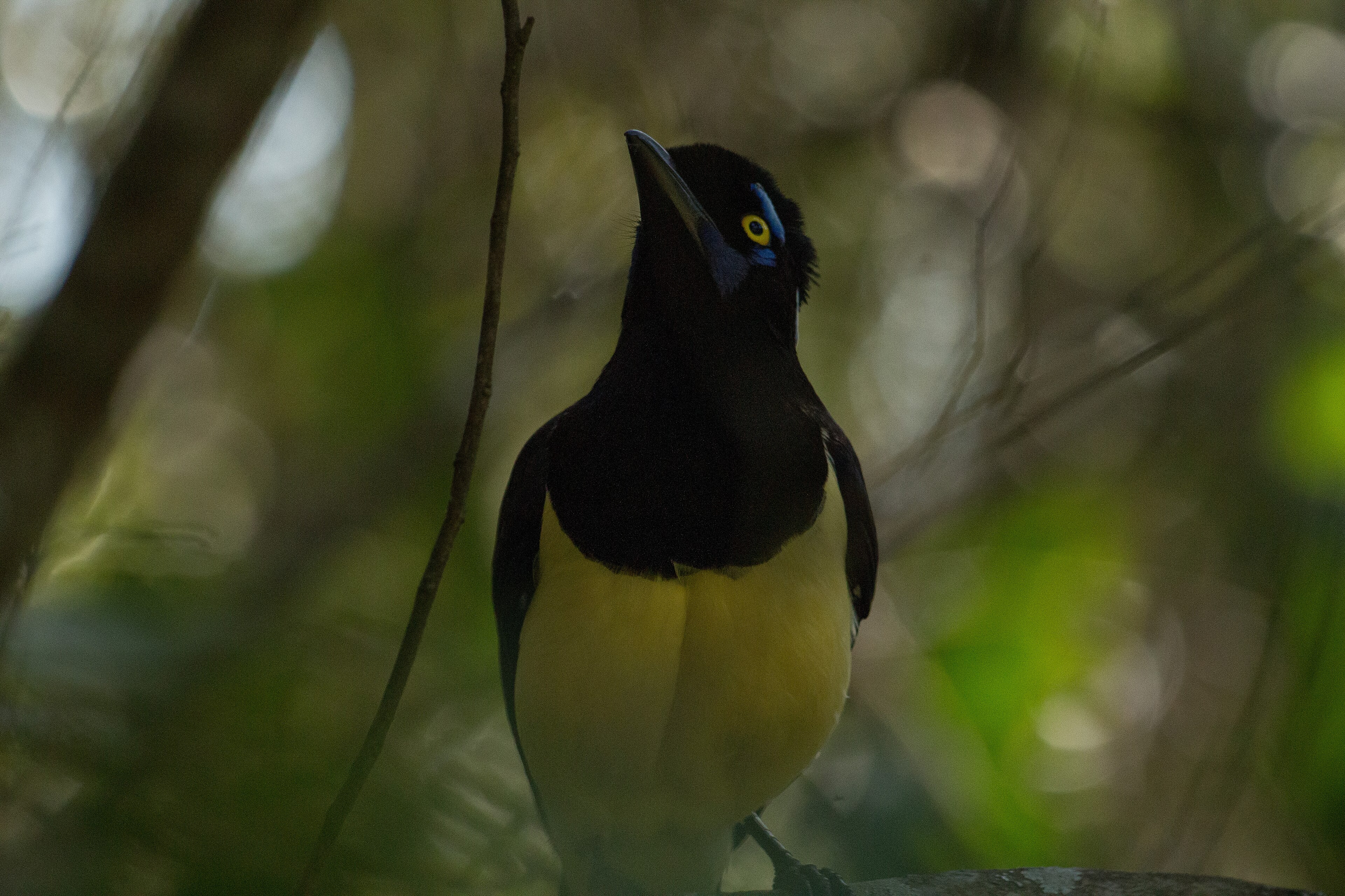 Parque Estadual das Fontes do Ipiranga — Mata Atlântica