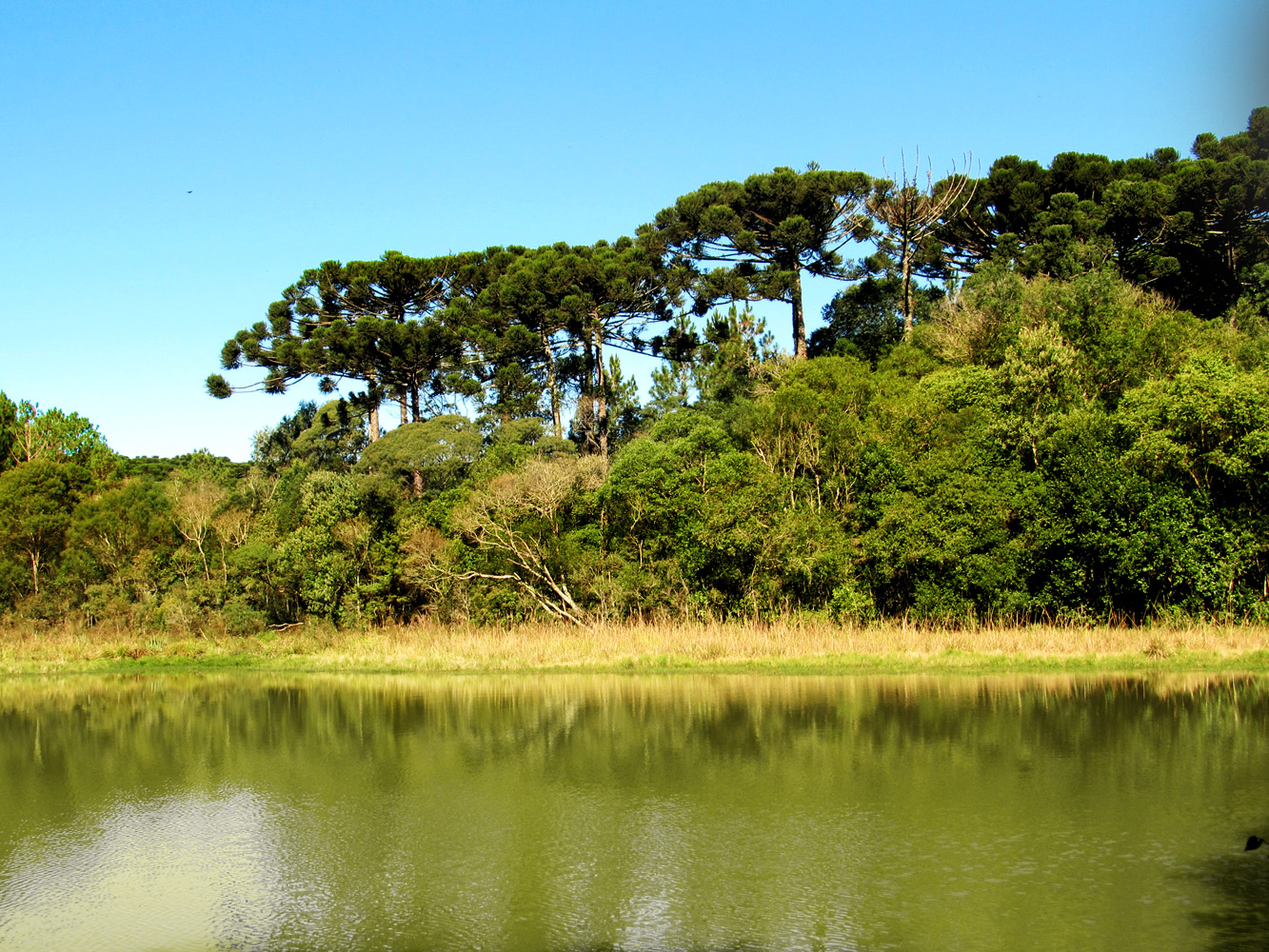 Parque Estadual de Espigão Alto — Mata Atlântica