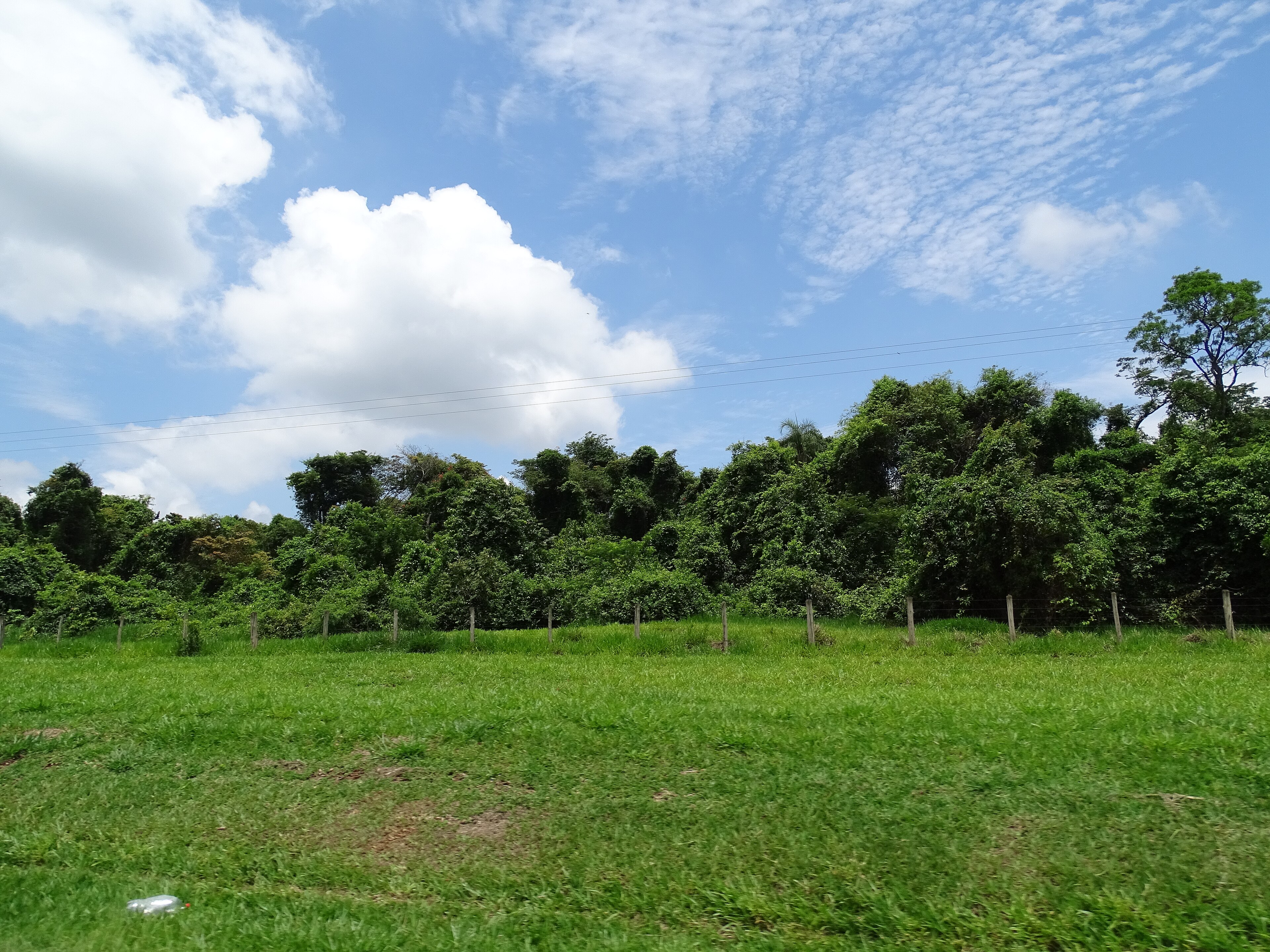 Parque Estadual de Porto Ferreira — Cerrado