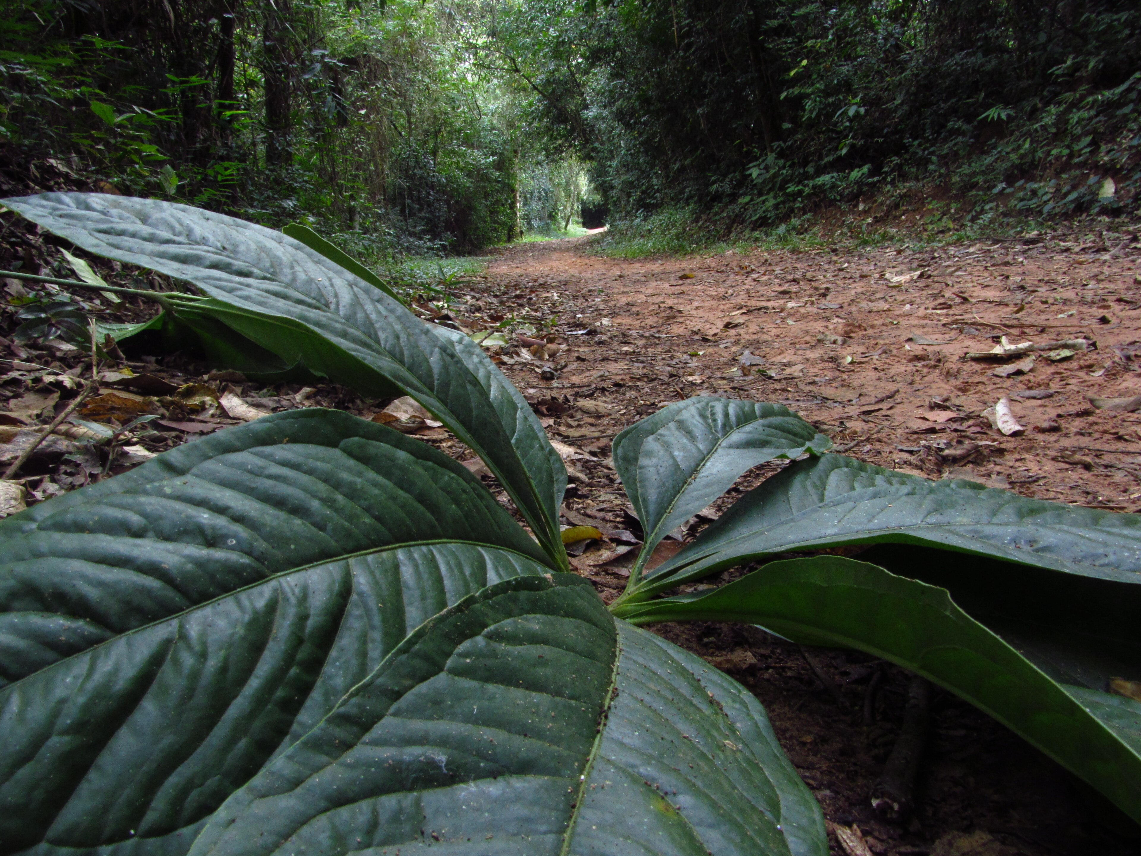 Parque Estadual de Vassununga — Cerrado