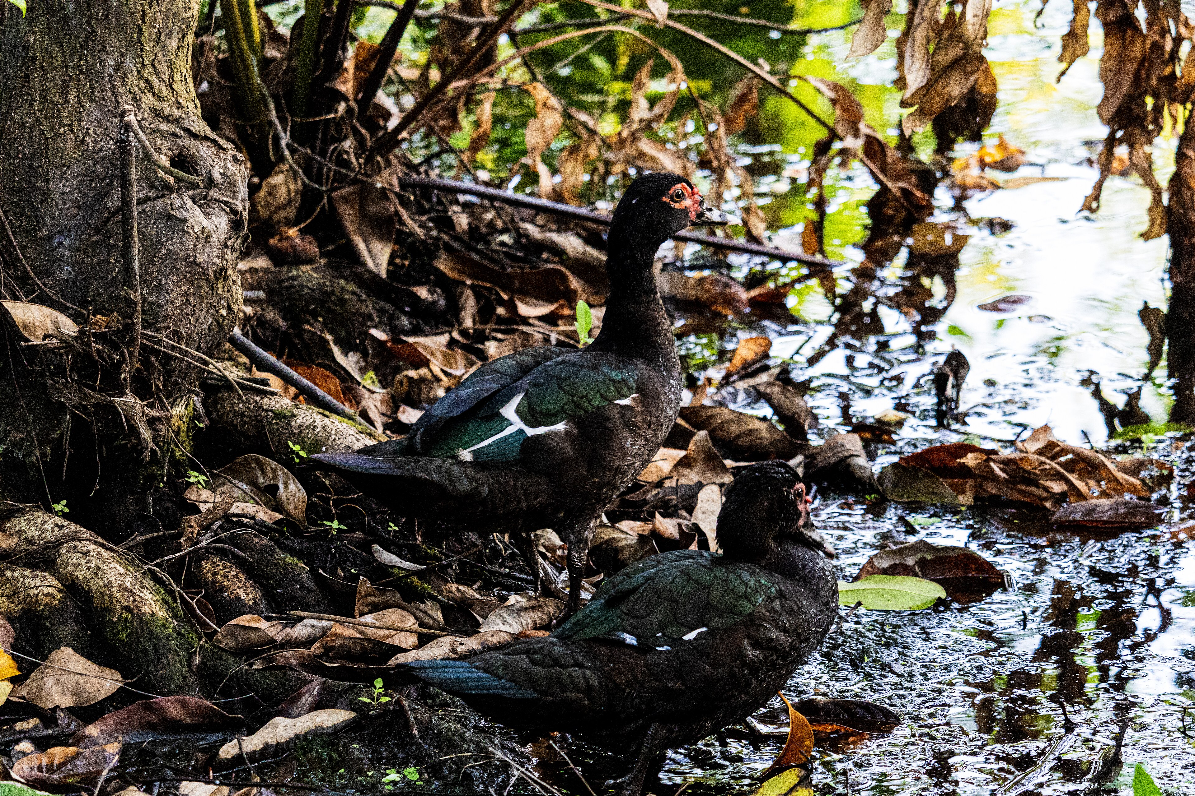 Parque Estadual do Cocó — Caatinga