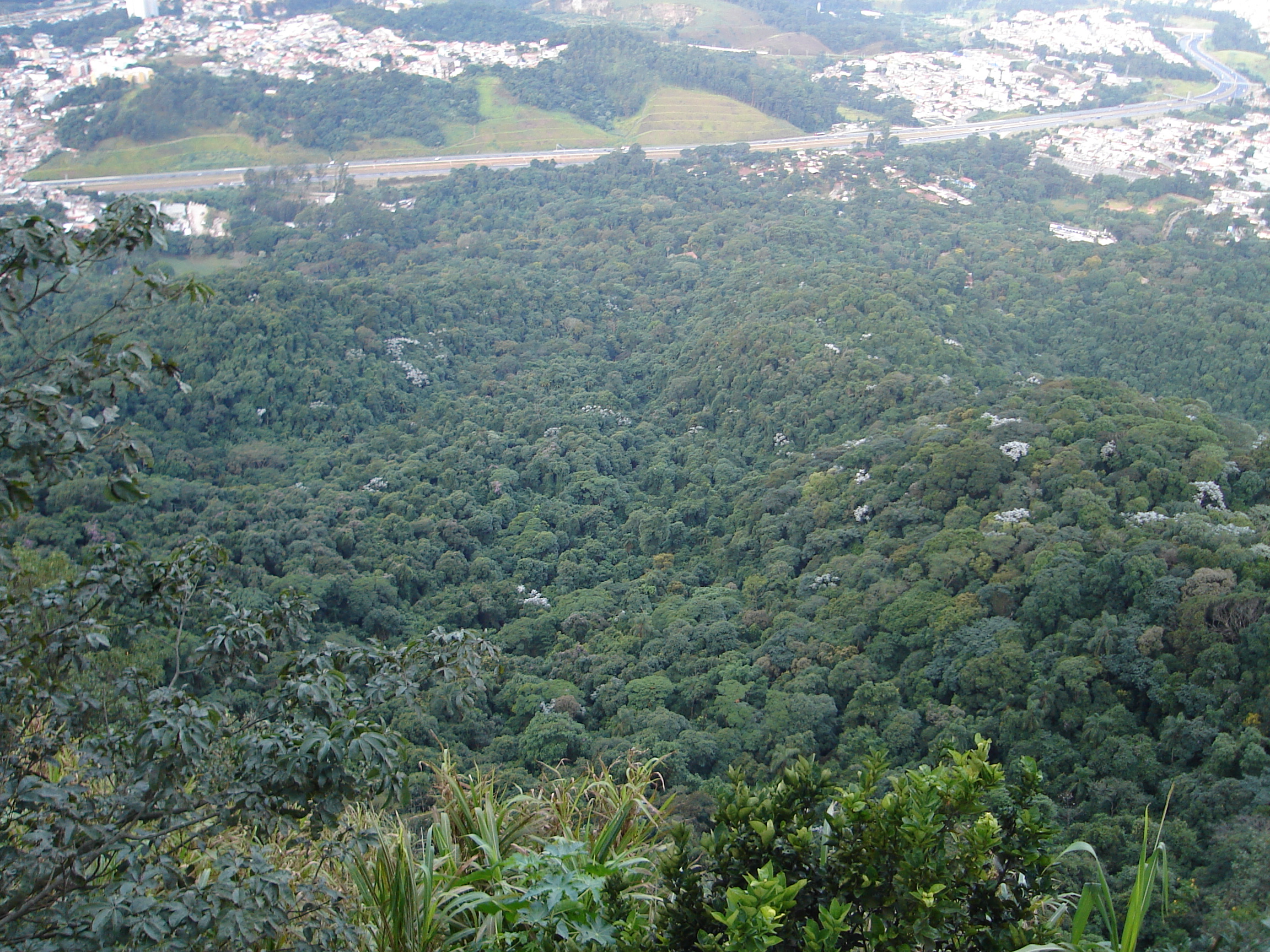 Parque Estadual do Jaraguá — Mata Atlântica