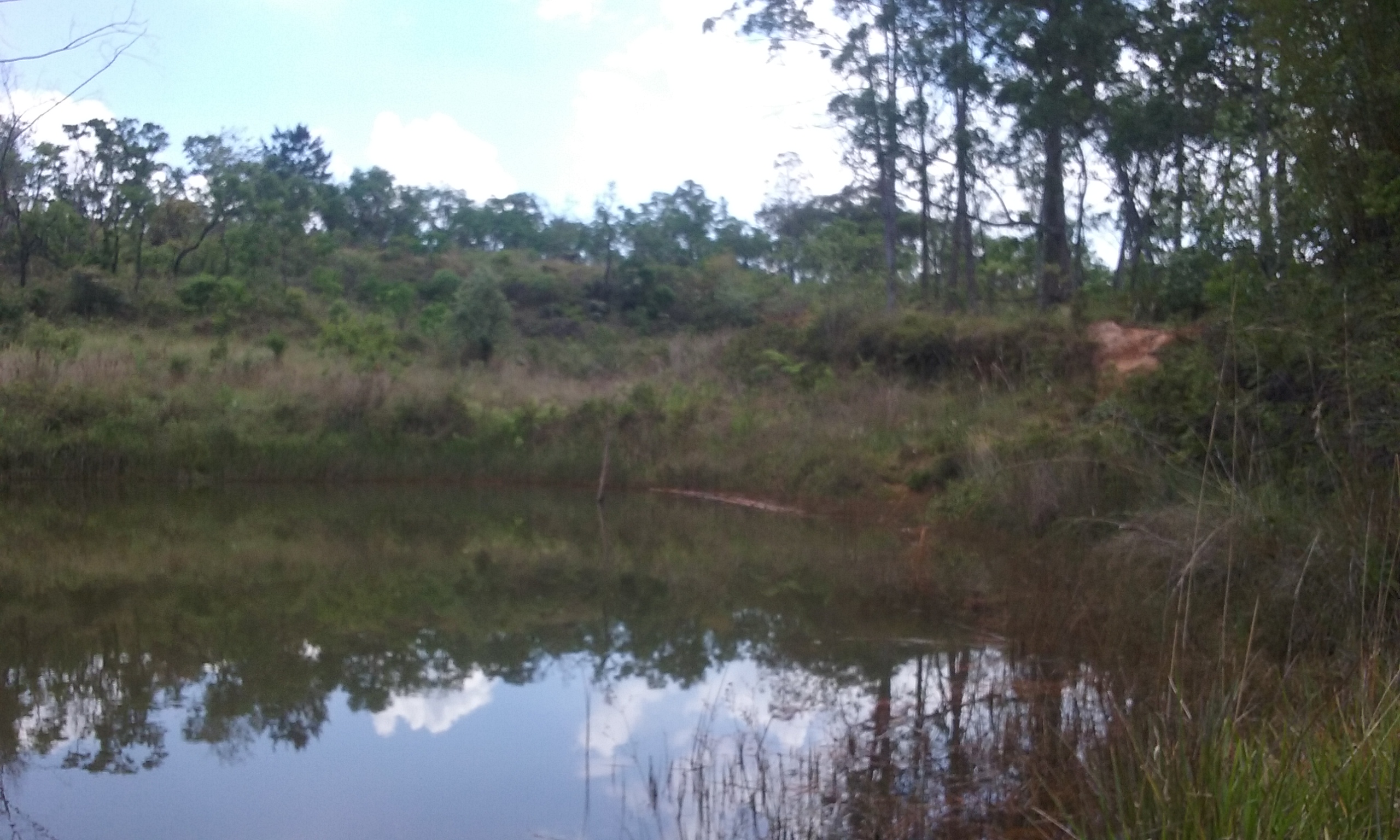 Parque Estadual do Juquery — Mata Atlântica