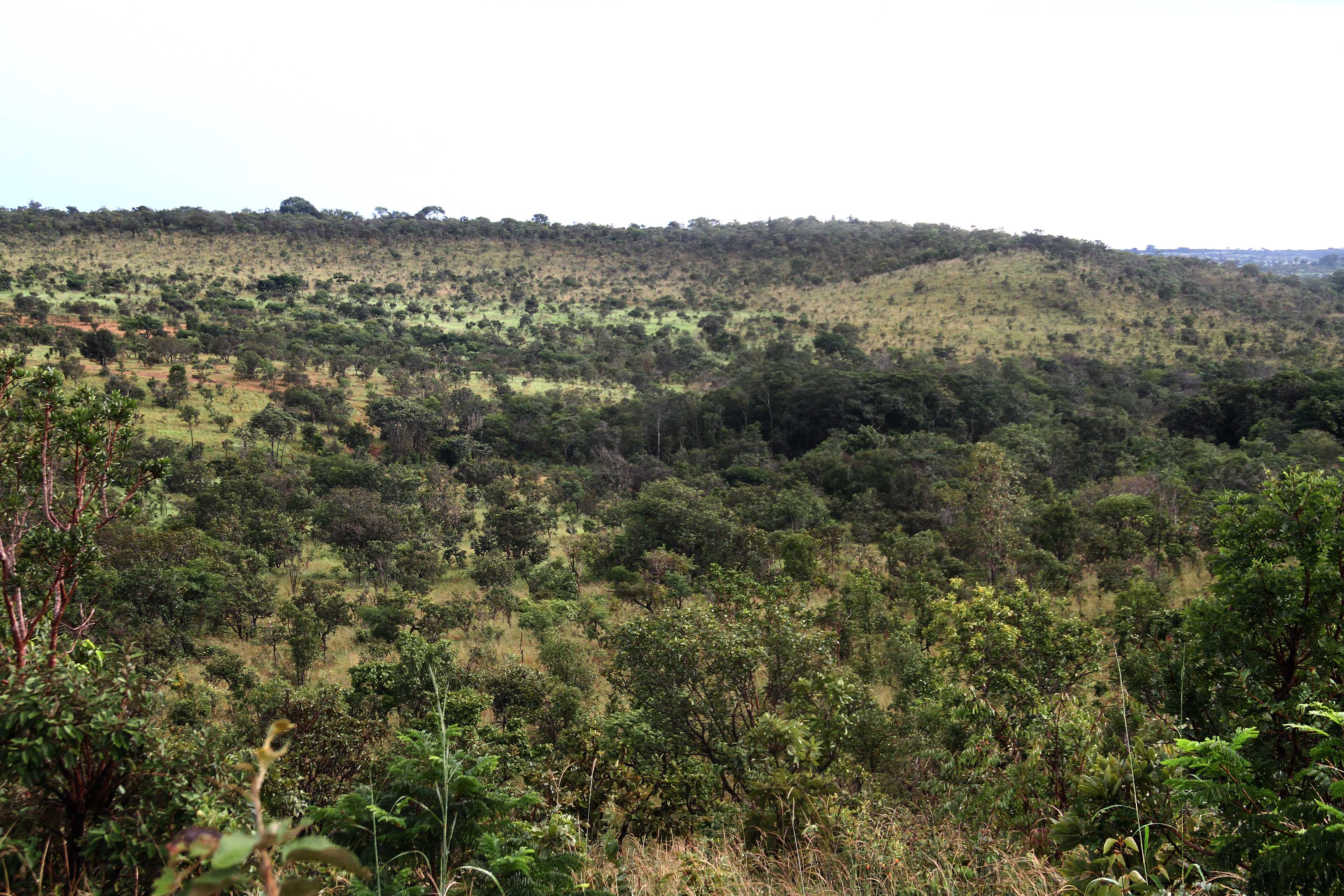 Parque Estadual do Lajeado — Cerrado