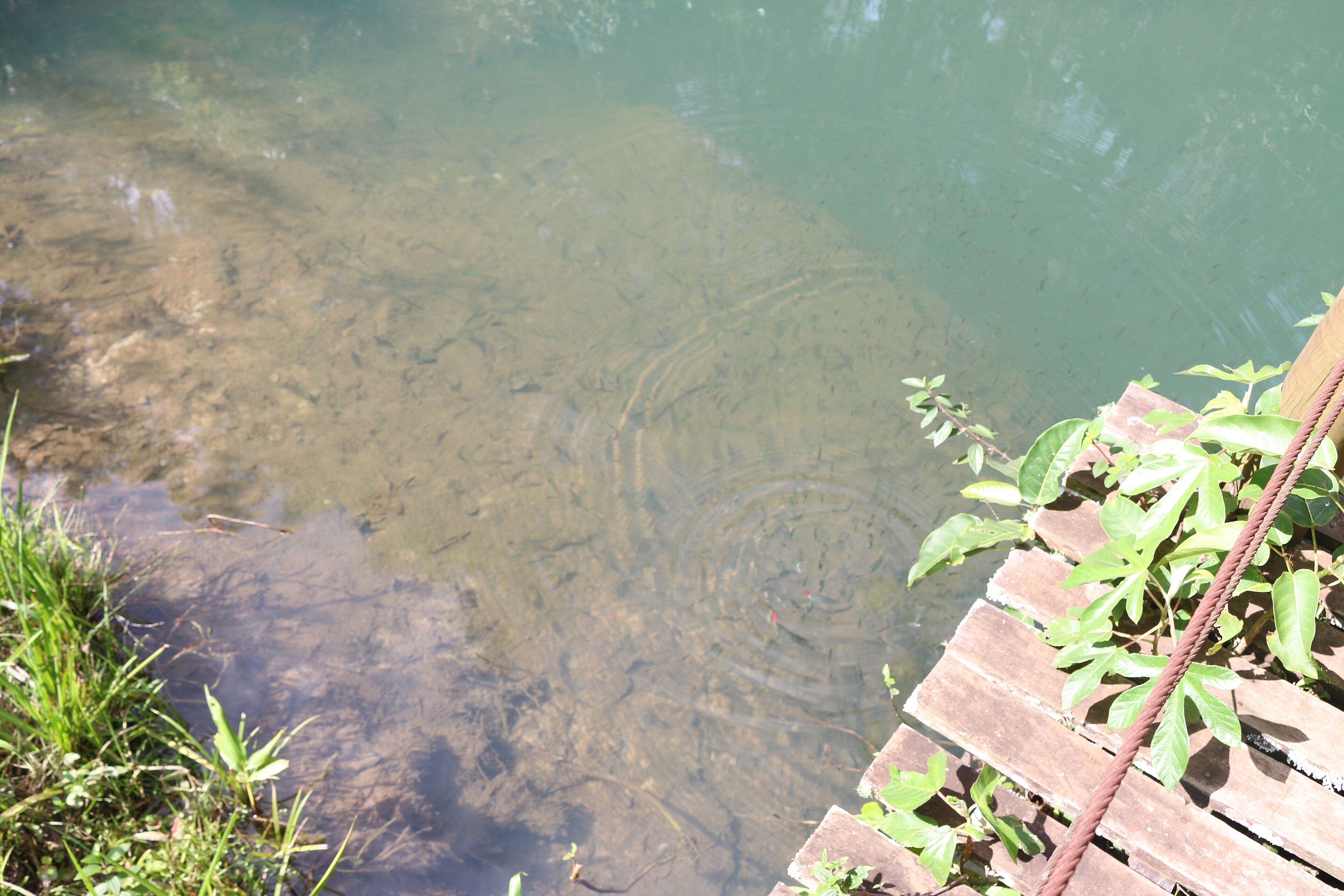 Parque Estadual do Prosa — Cerrado