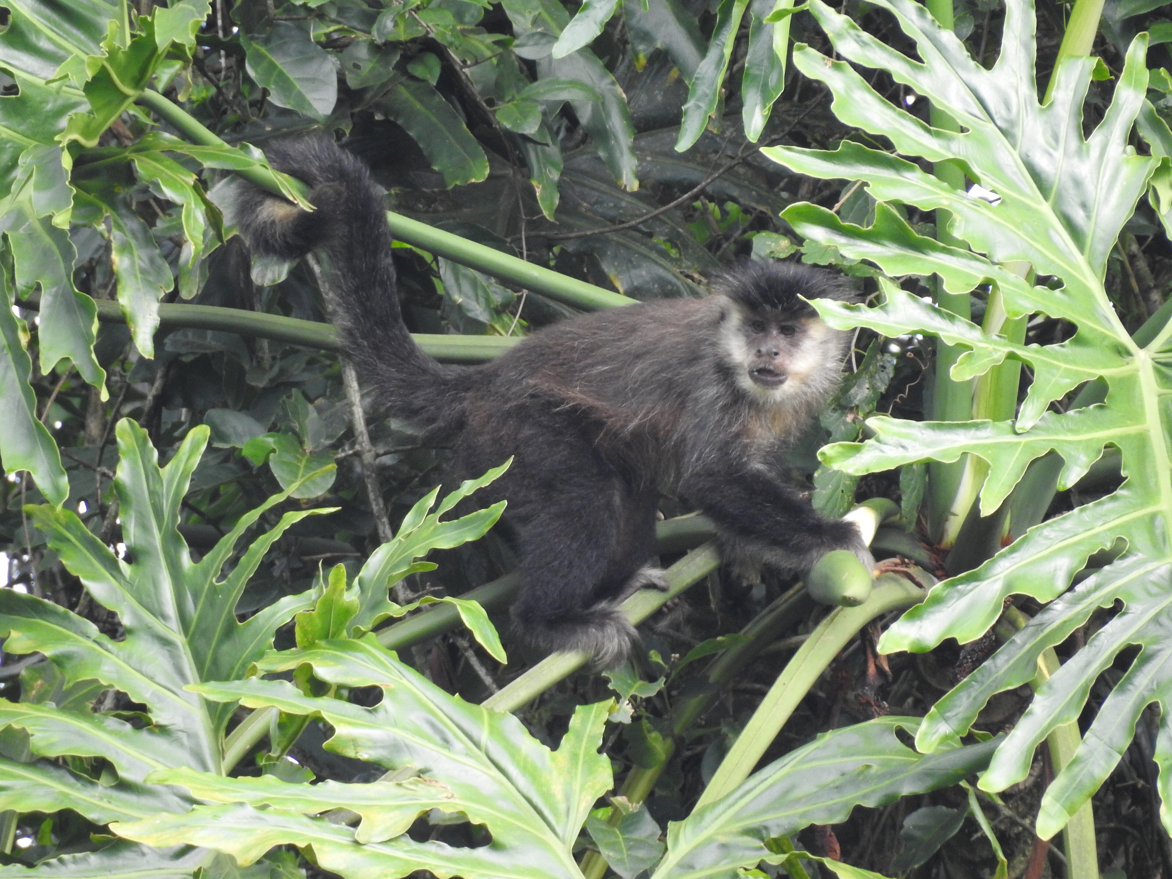 Parque Estadual do Turvo — Mata Atlântica