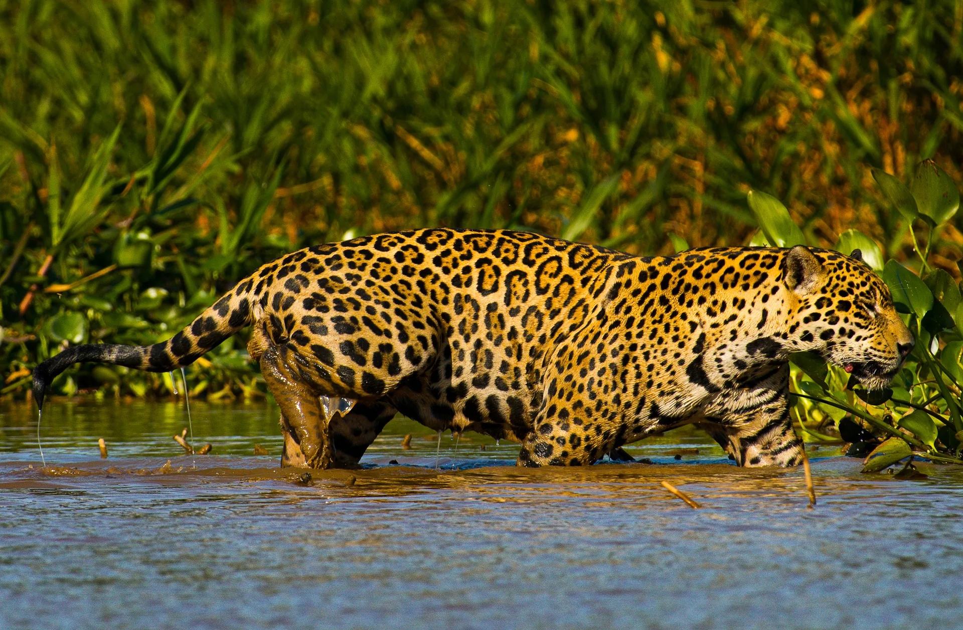Pantanal