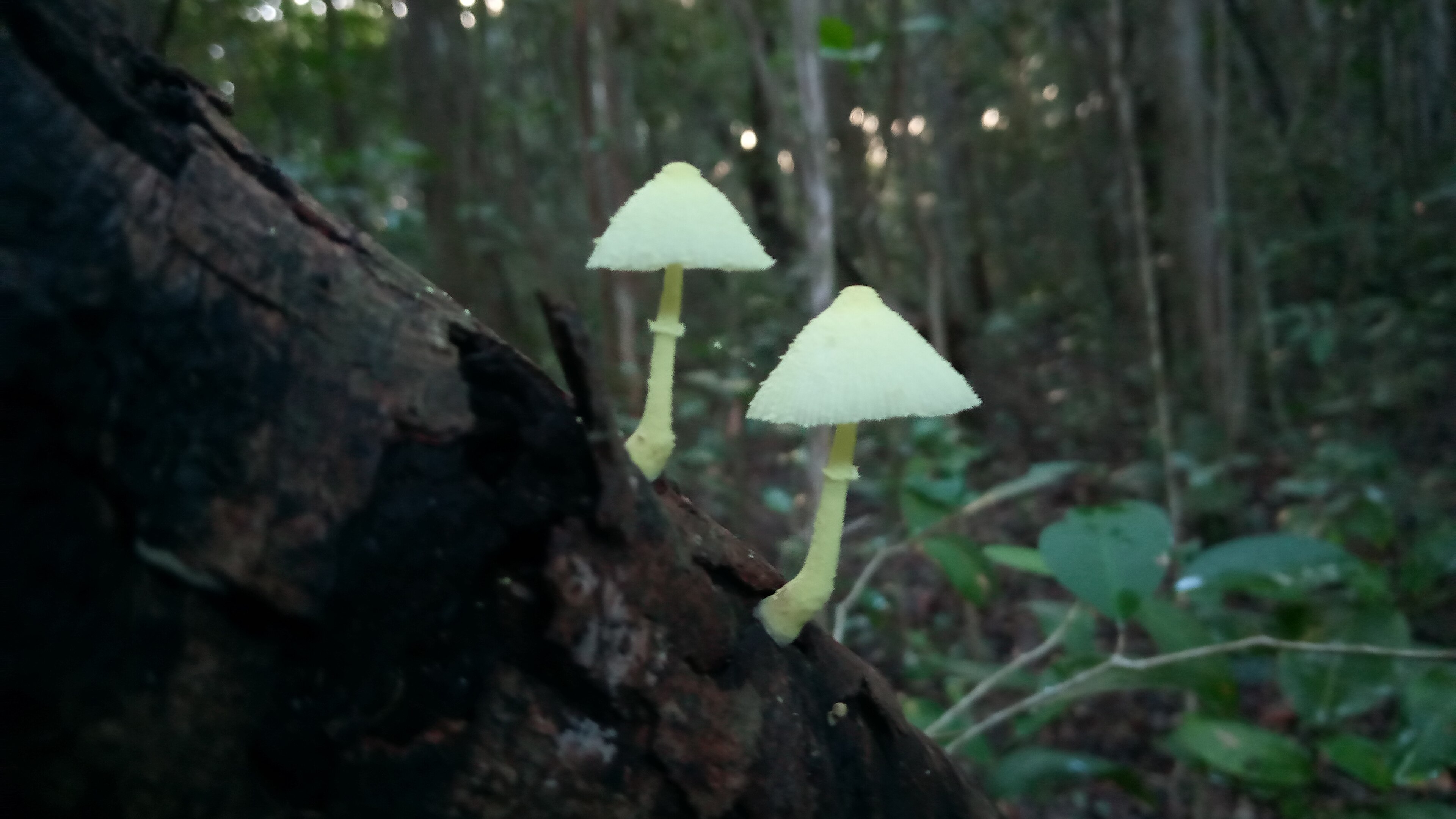 Parque Estadual Mata da Pipa — Mata Atlântica