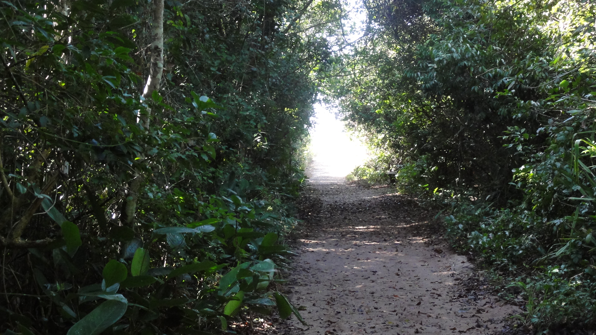 Parque Estadual Paulo César Vinha — Mata Atlântica