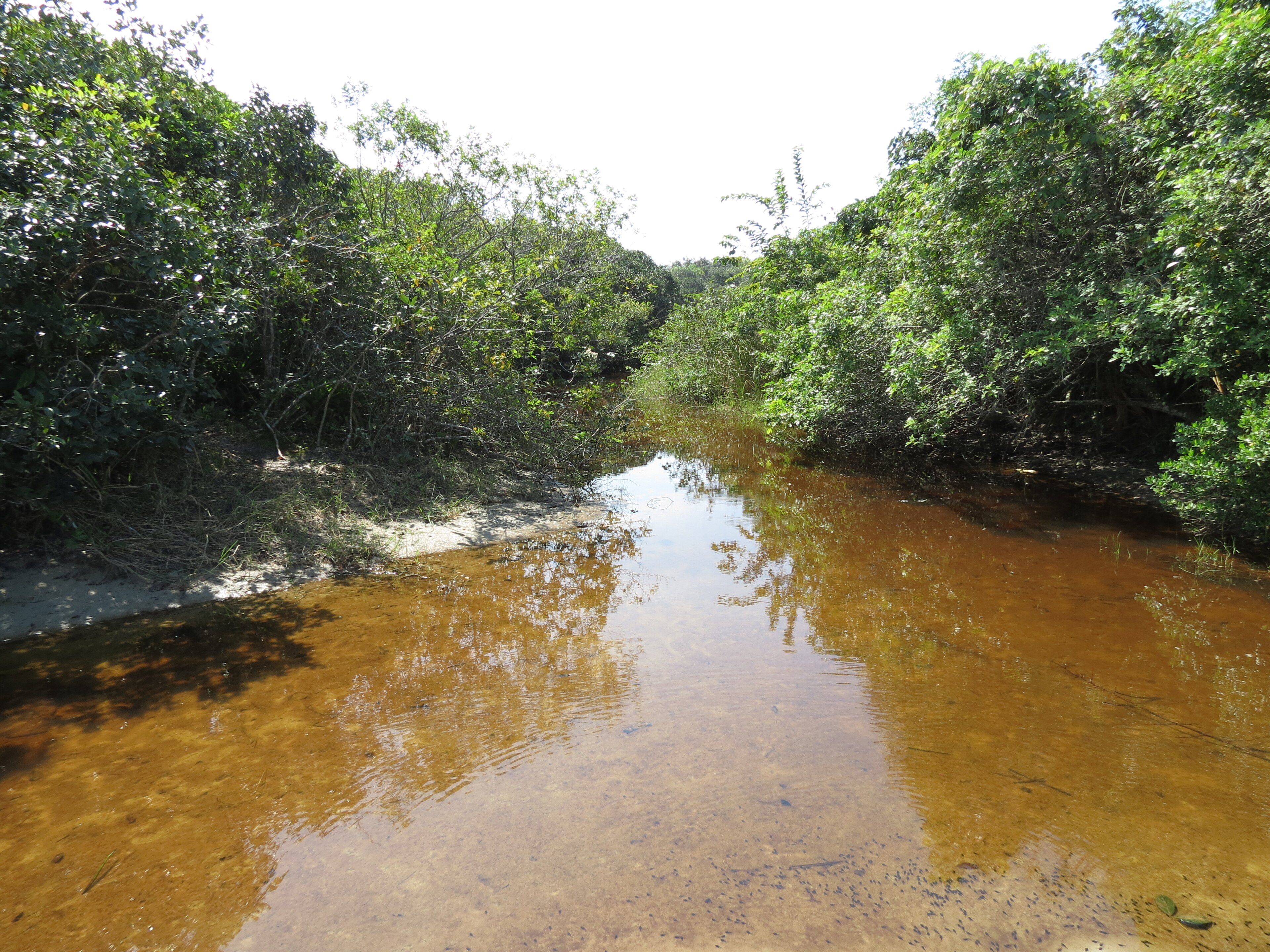 Parque Estadual Restinga de Bertioga — Mata Atlântica