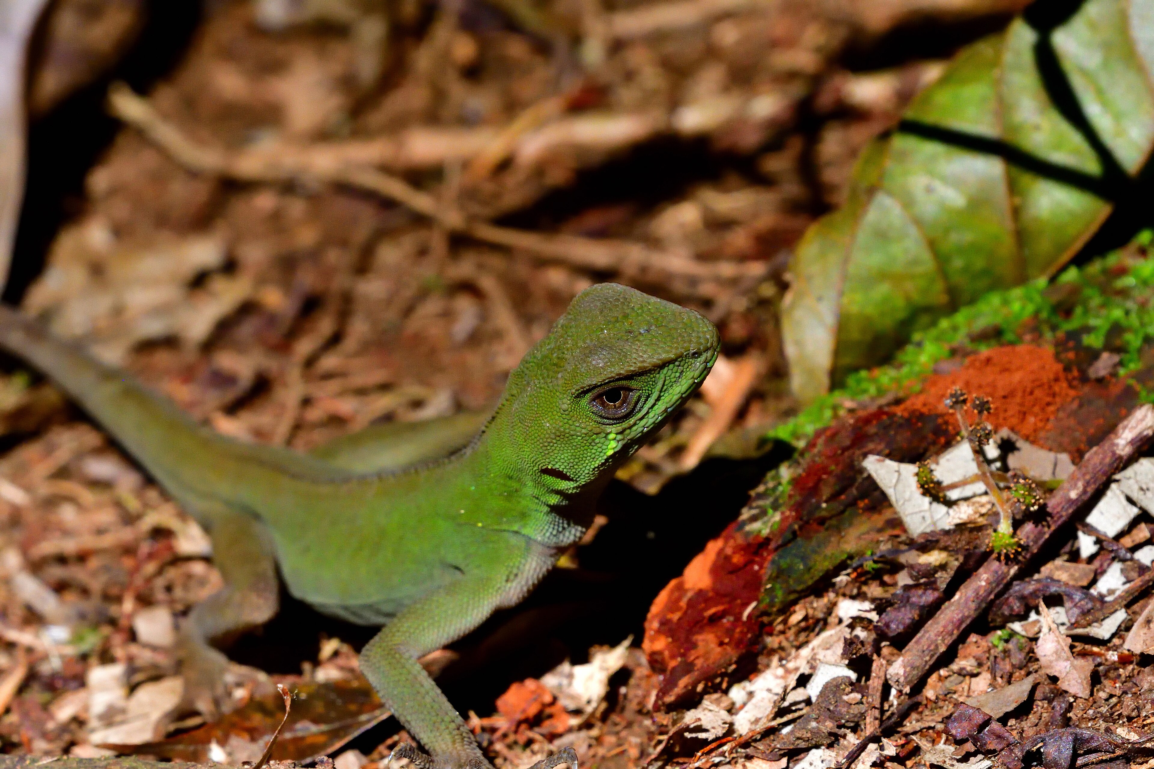 Parque Estadual Serra do Brigadeiro — Mata Atlântica