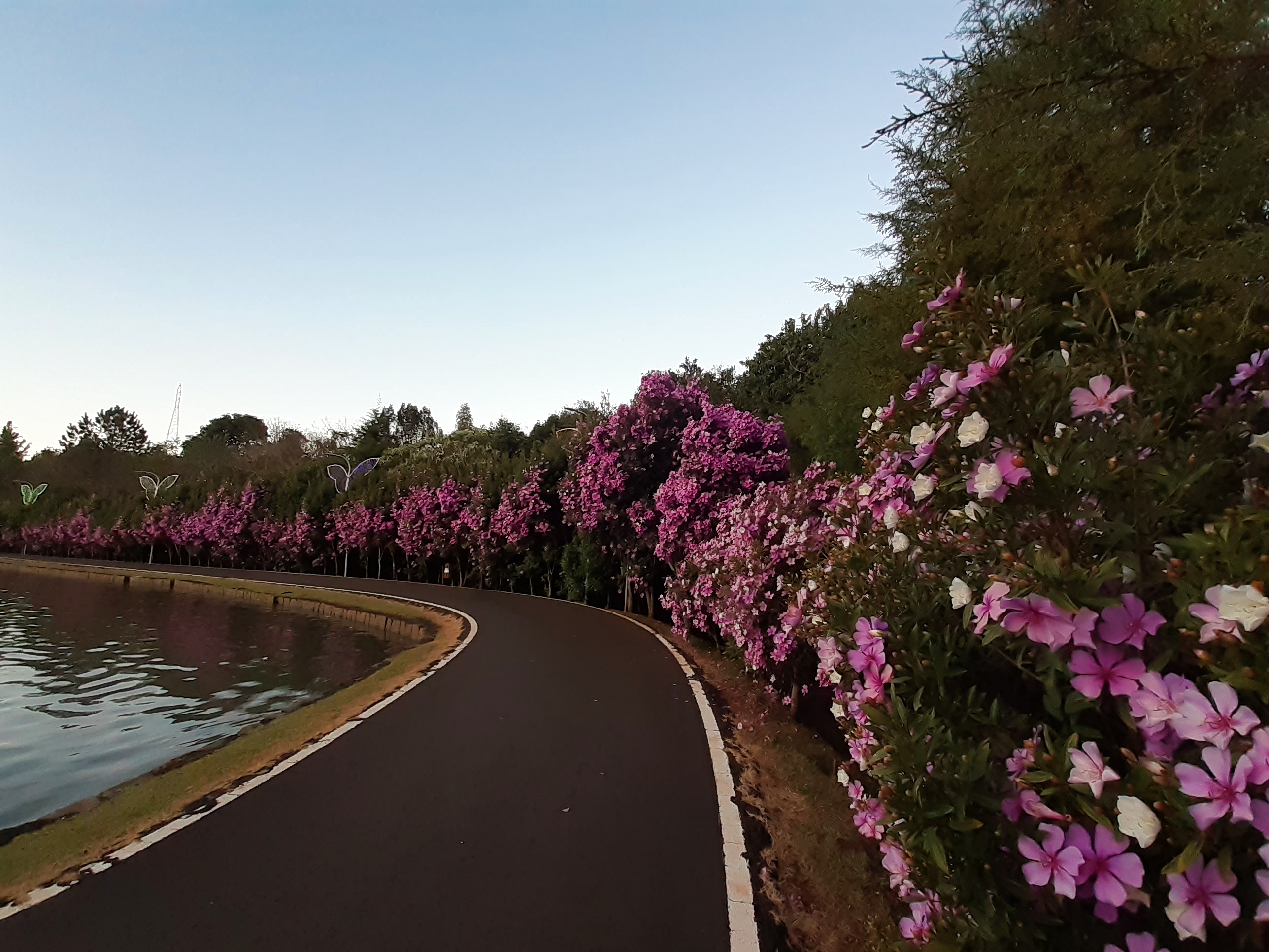 Parque Estadual Vitório Piassa — Mata Atlântica