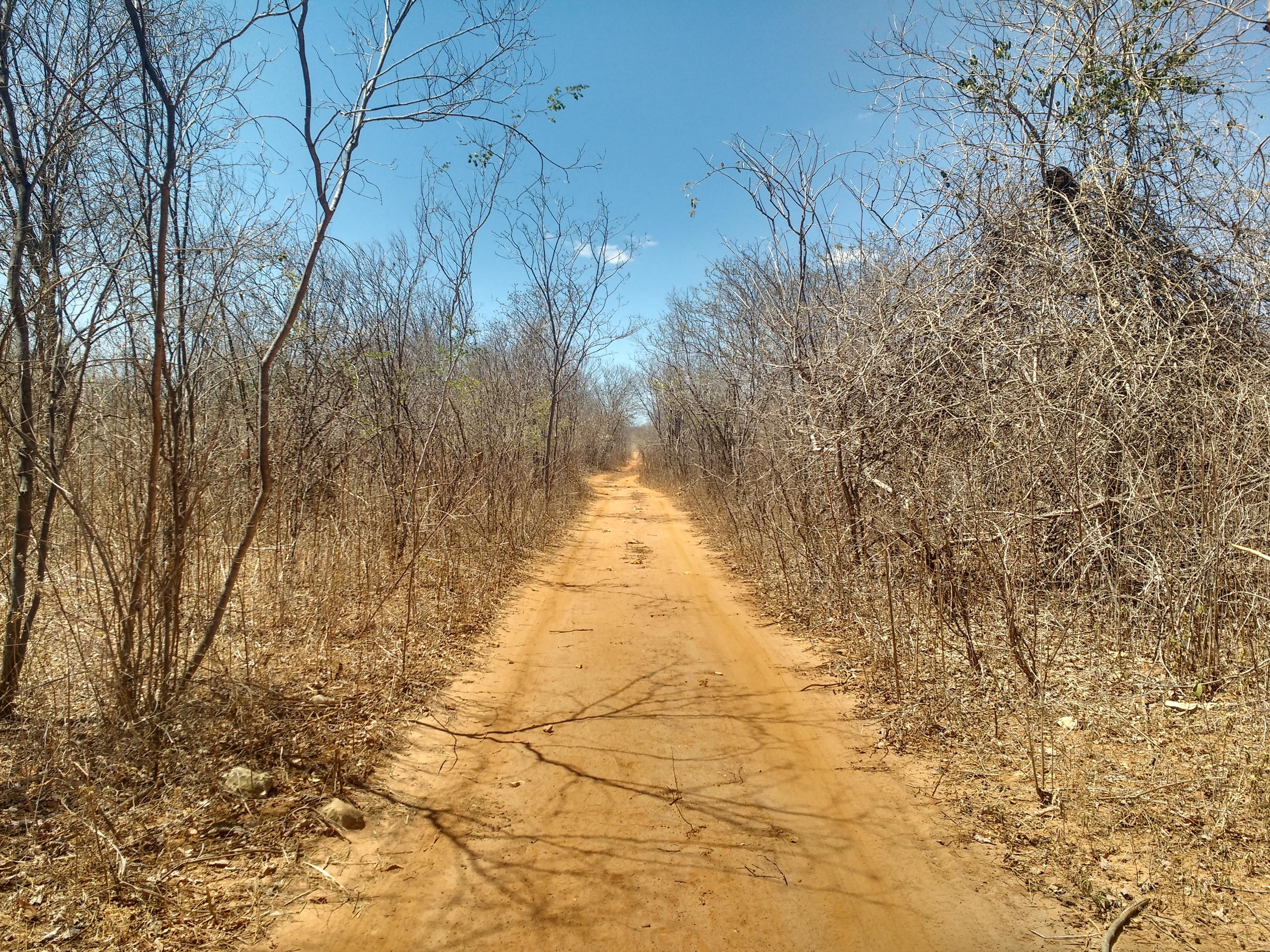 Parque Nacional da Furna Feia — Caatinga