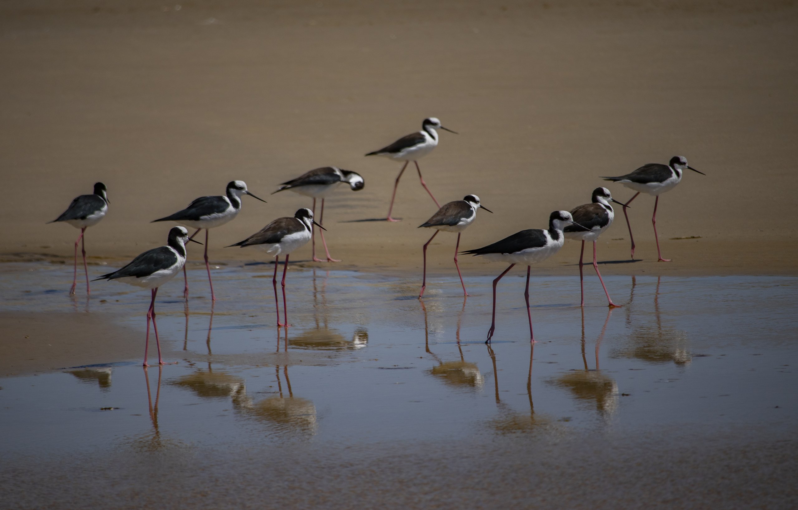 Parque Nacional da Lagoa do Peixe — Pampa