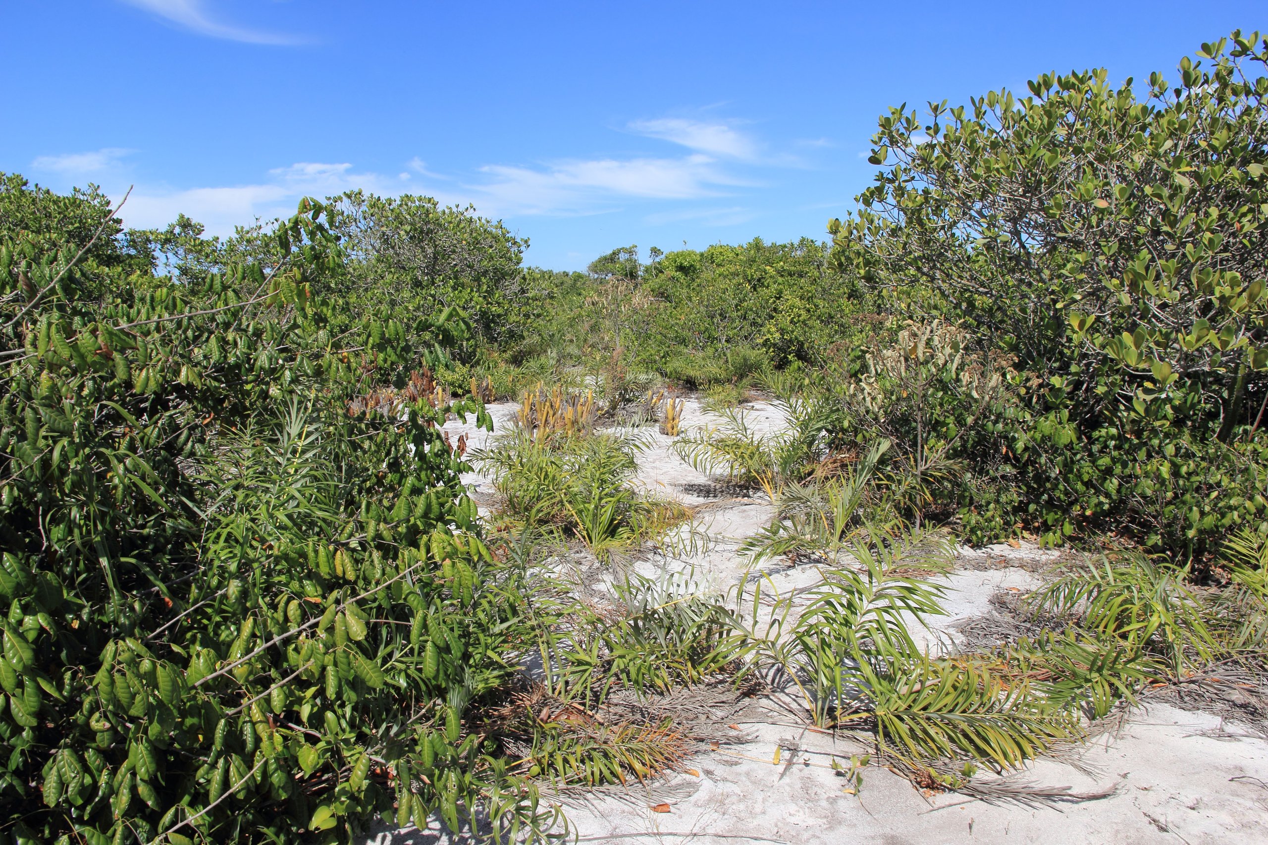 Parque Nacional da Restinga de Jurubatiba — Mata Atlântica