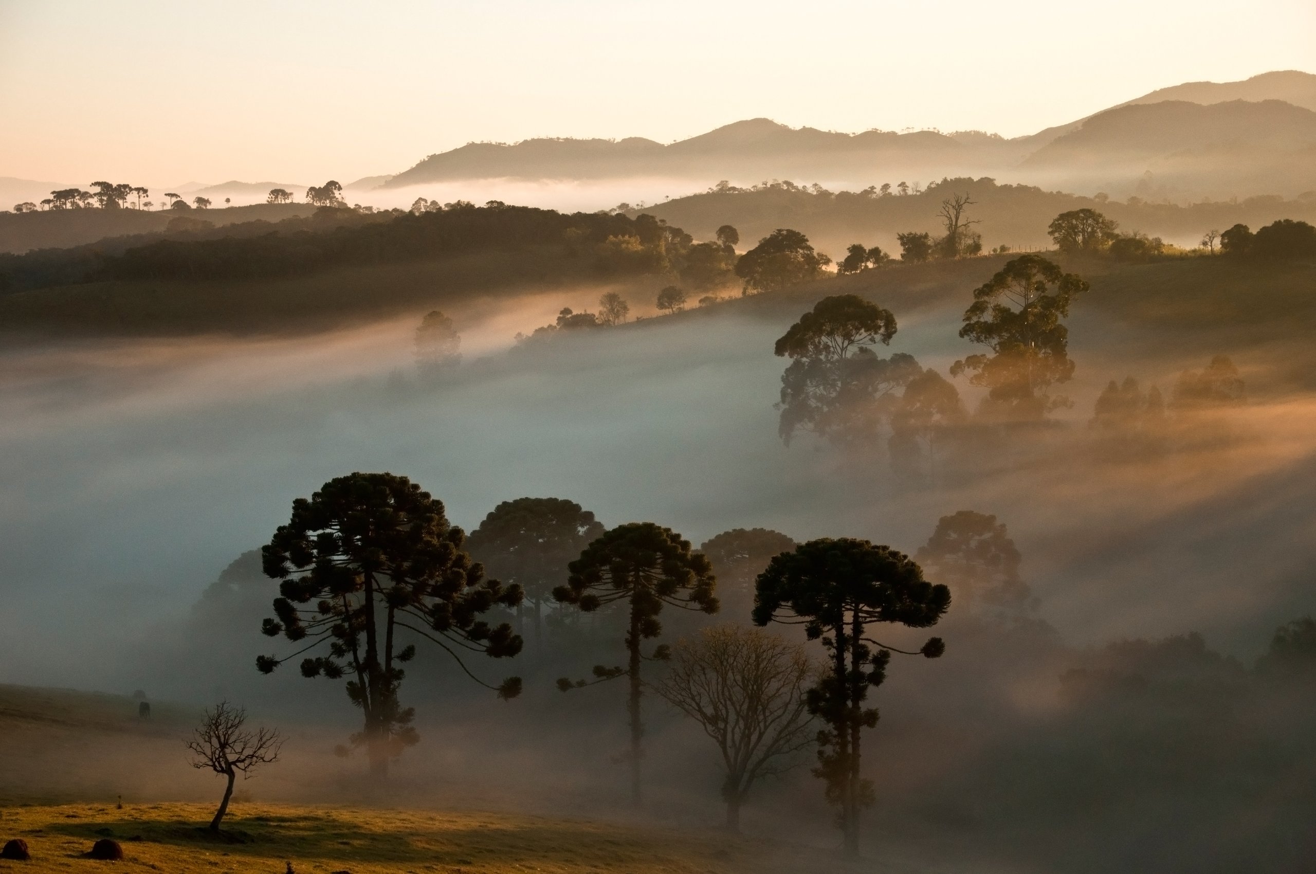 Parque Nacional da Serra da Bocaina — Mata Atlântica